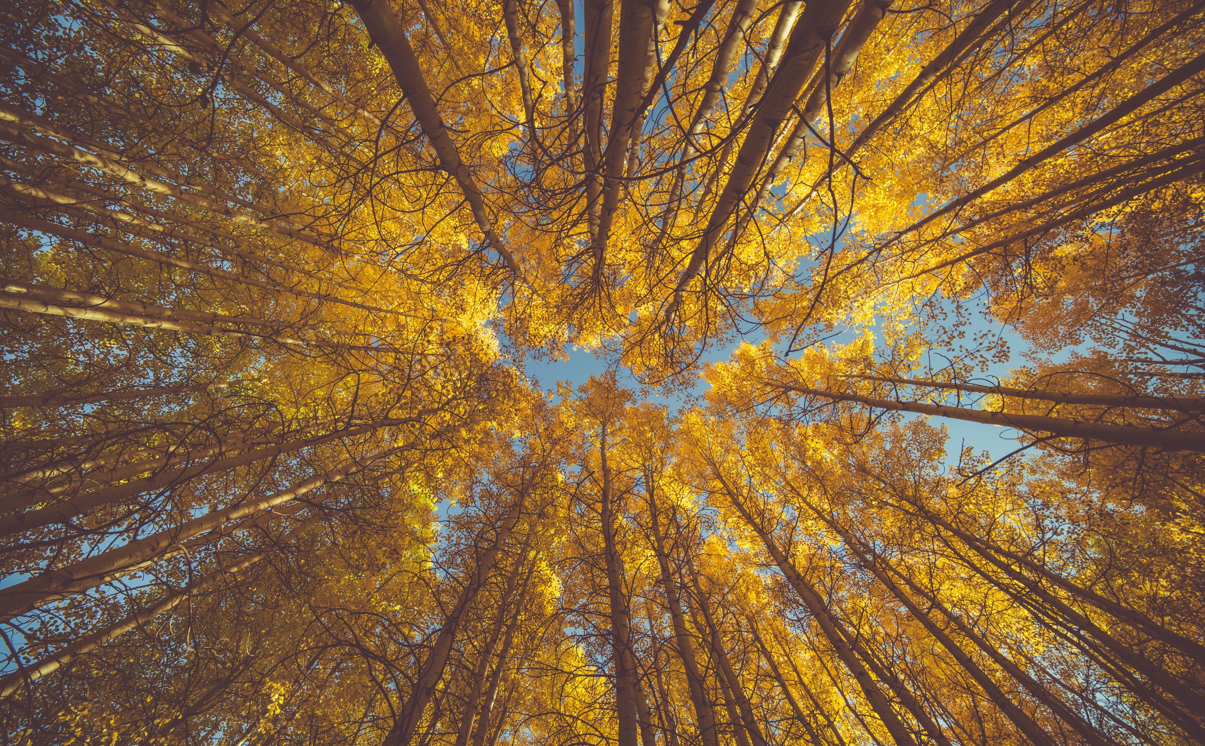 Looking up through golden aspen trees in autumn HD Wallpaper
