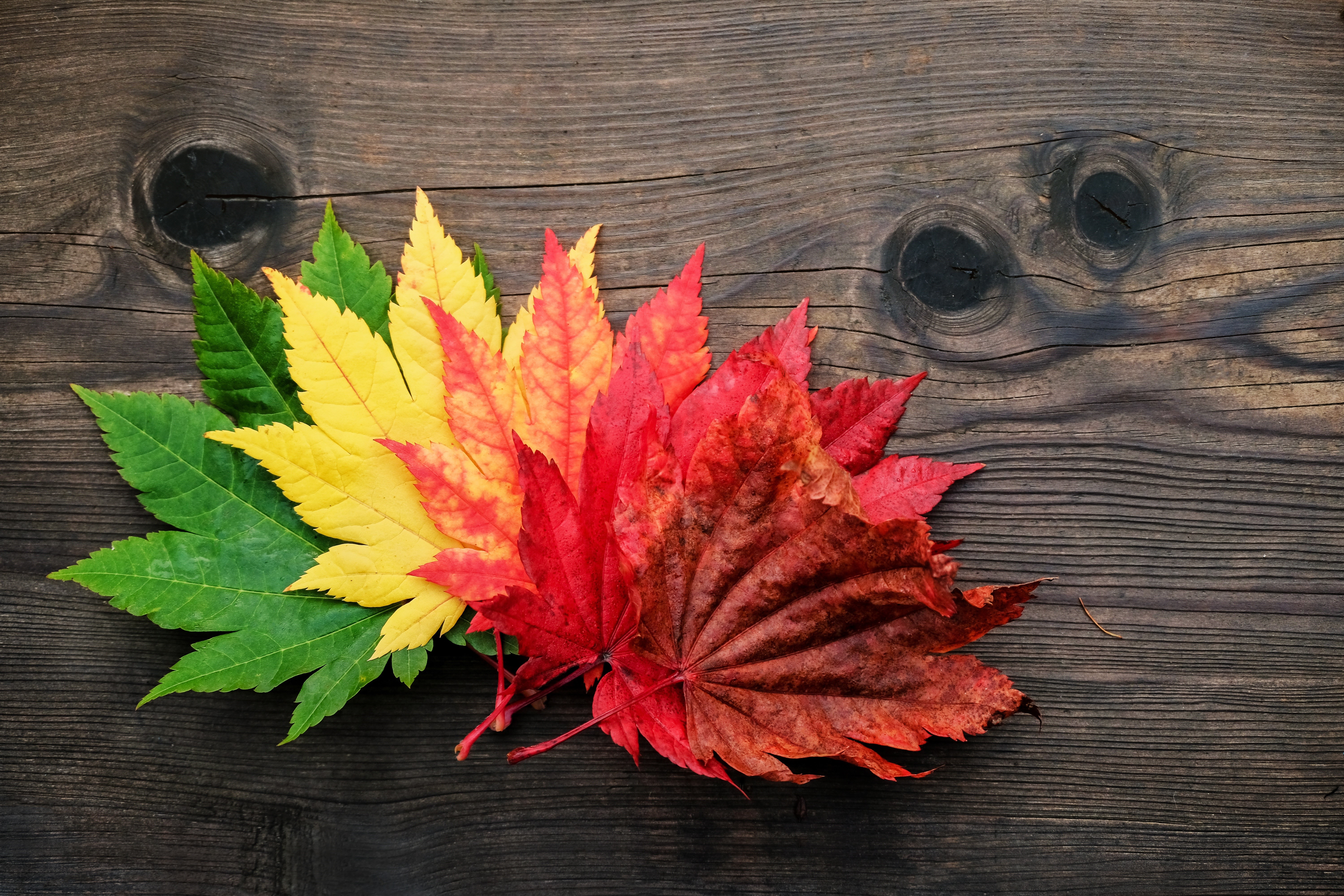 Autumn leaves in gradient colors on wood HD Wallpaper