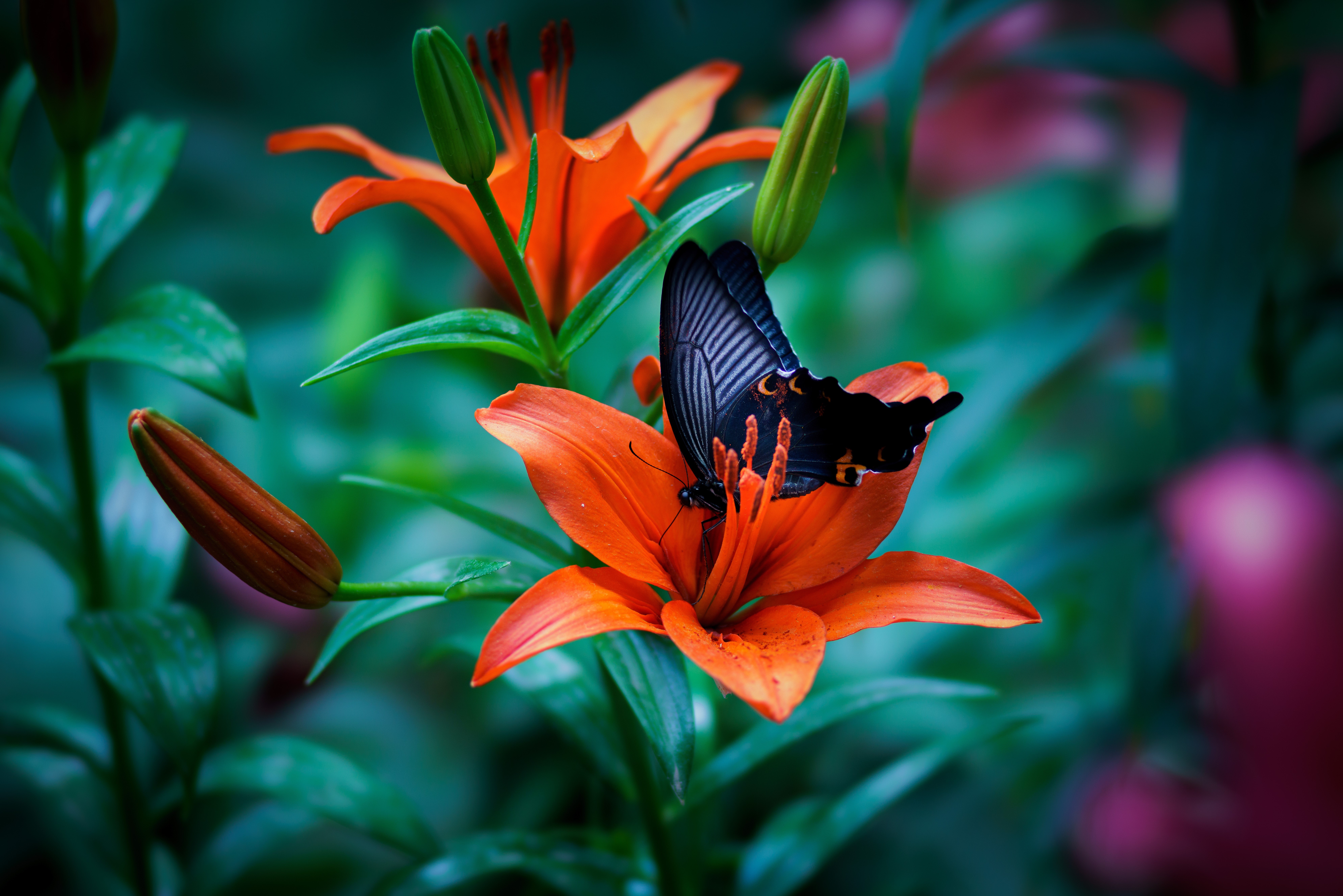 Butterfly on Orange Lilies HD Wallpaper
