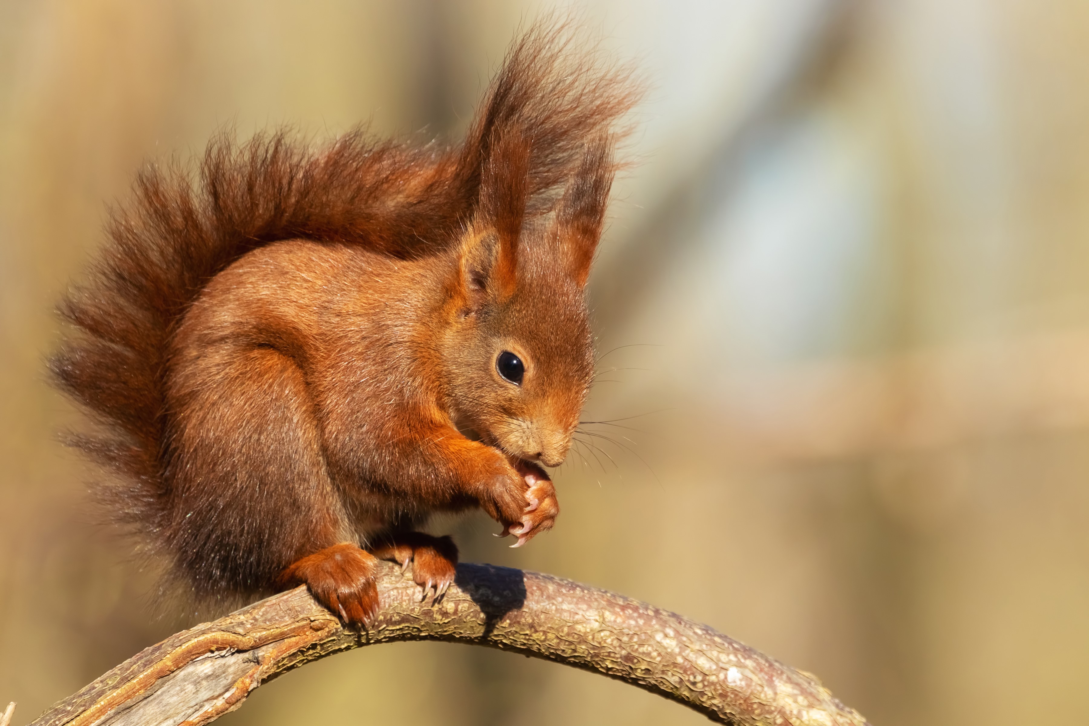 Red squirrel eating on a branch HD Wallpaper