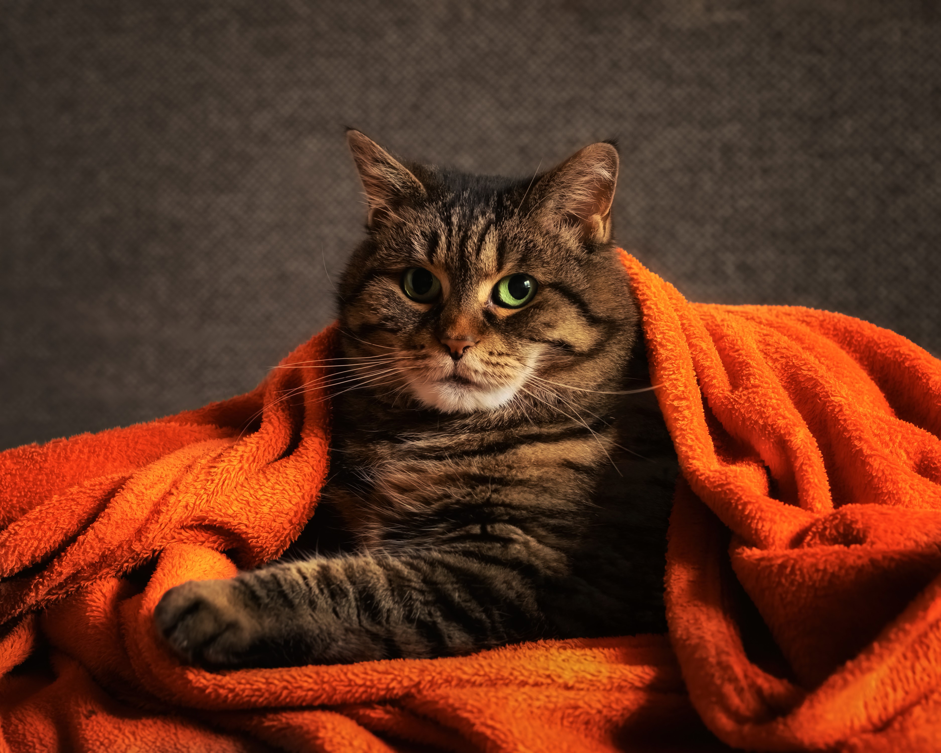 Tabby cat wrapped in an orange blanket HD Wallpaper
