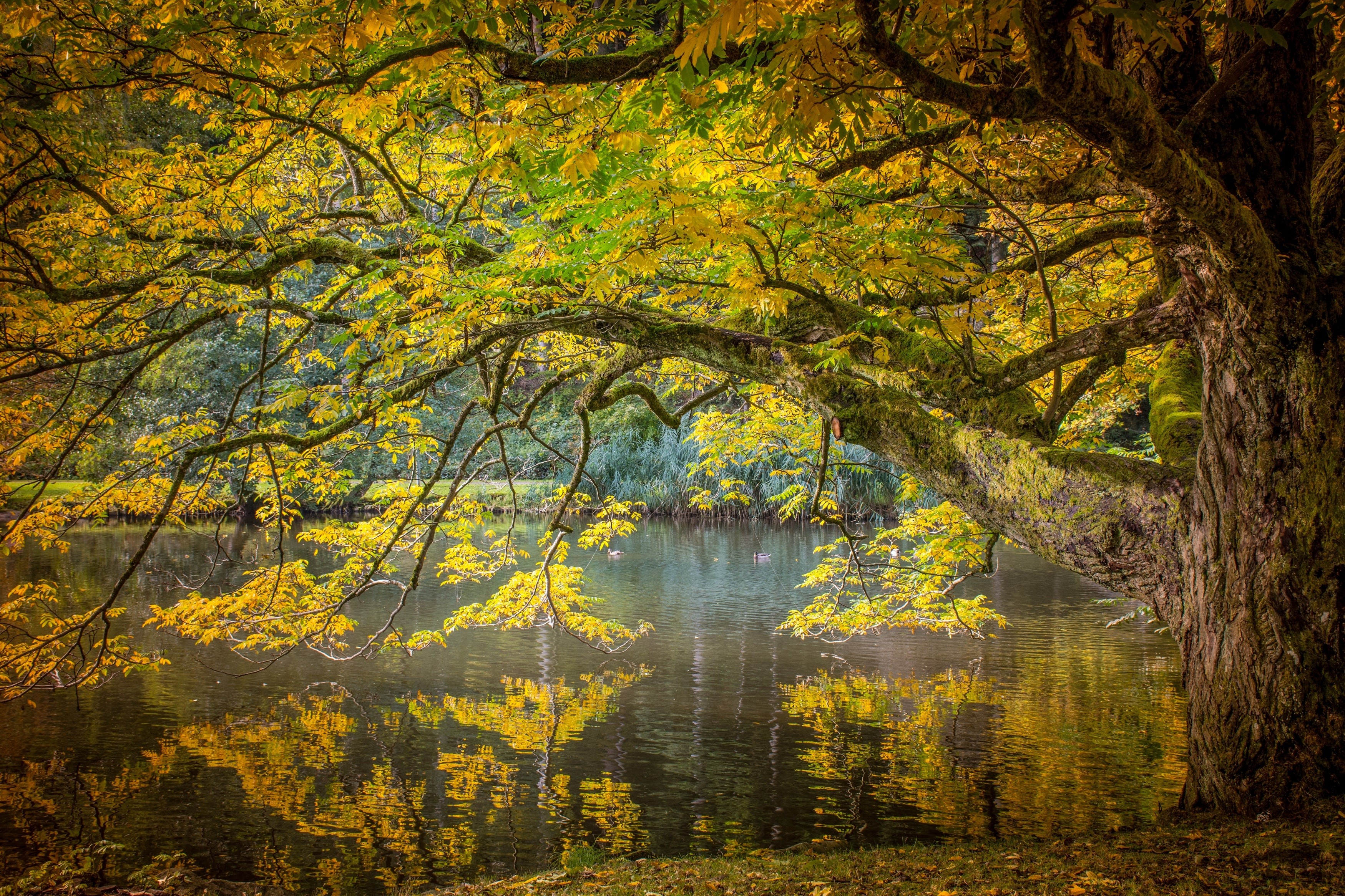 Autumn tree branches over a pond with reflections HD Wallpaper