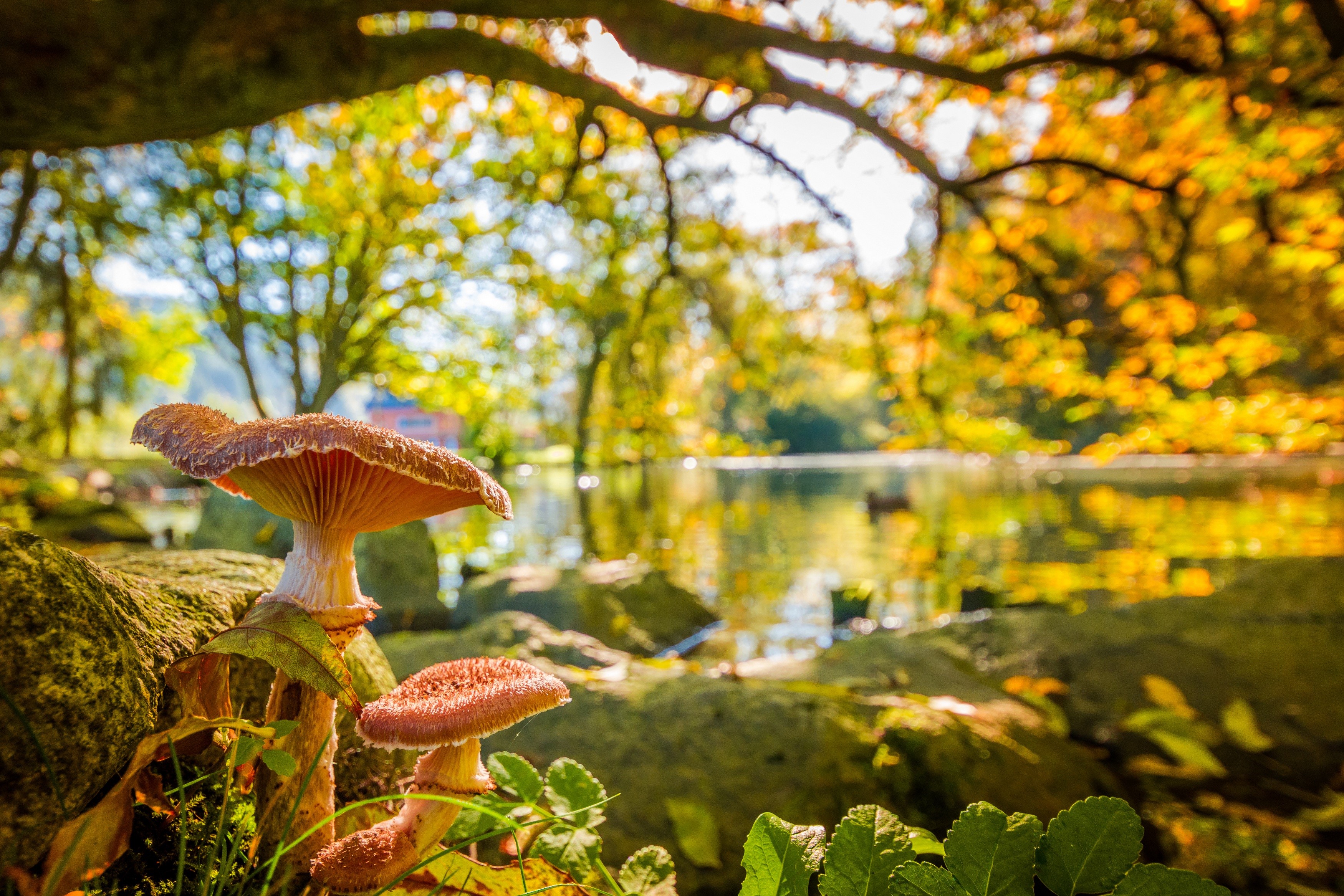 Mushrooms by a pond in autumn HD Wallpaper