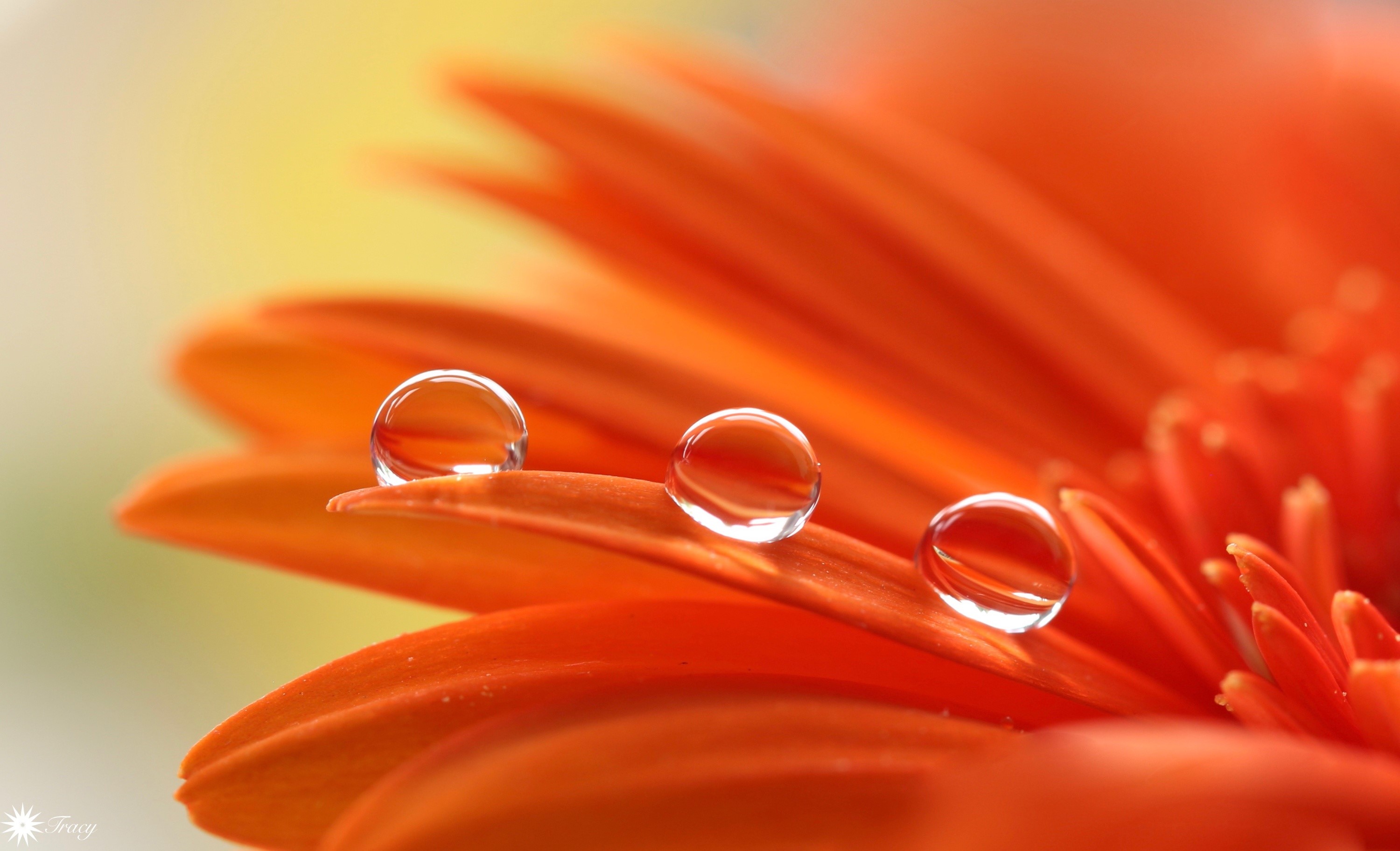 Macro shot of water drops on orange gerbera petals HD Wallpaper