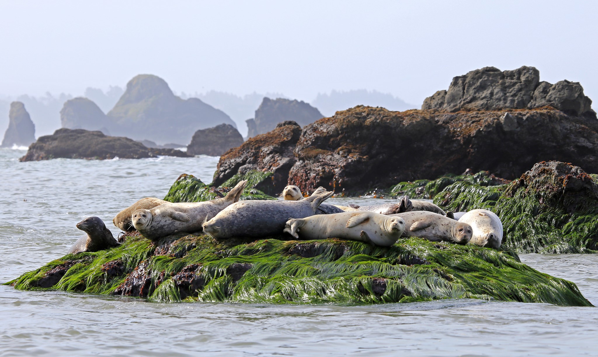 Seals resting on a mossy rock in the ocean HD Wallpaper