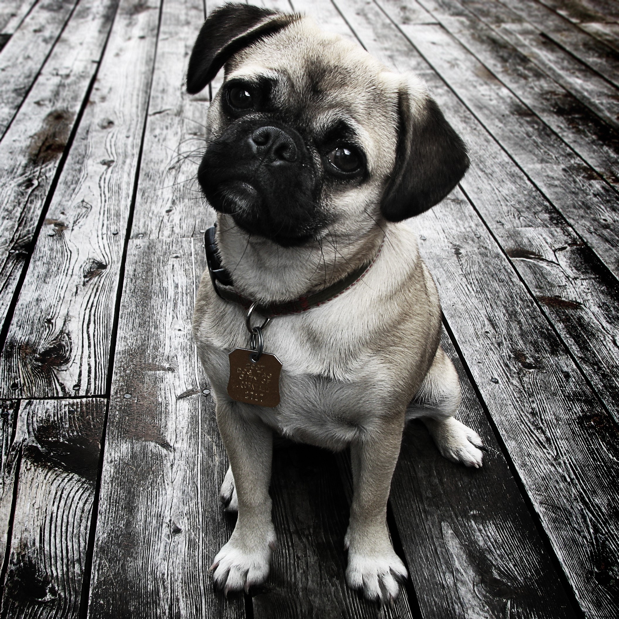 Pug sitting on wooden planks looking up HD Wallpaper