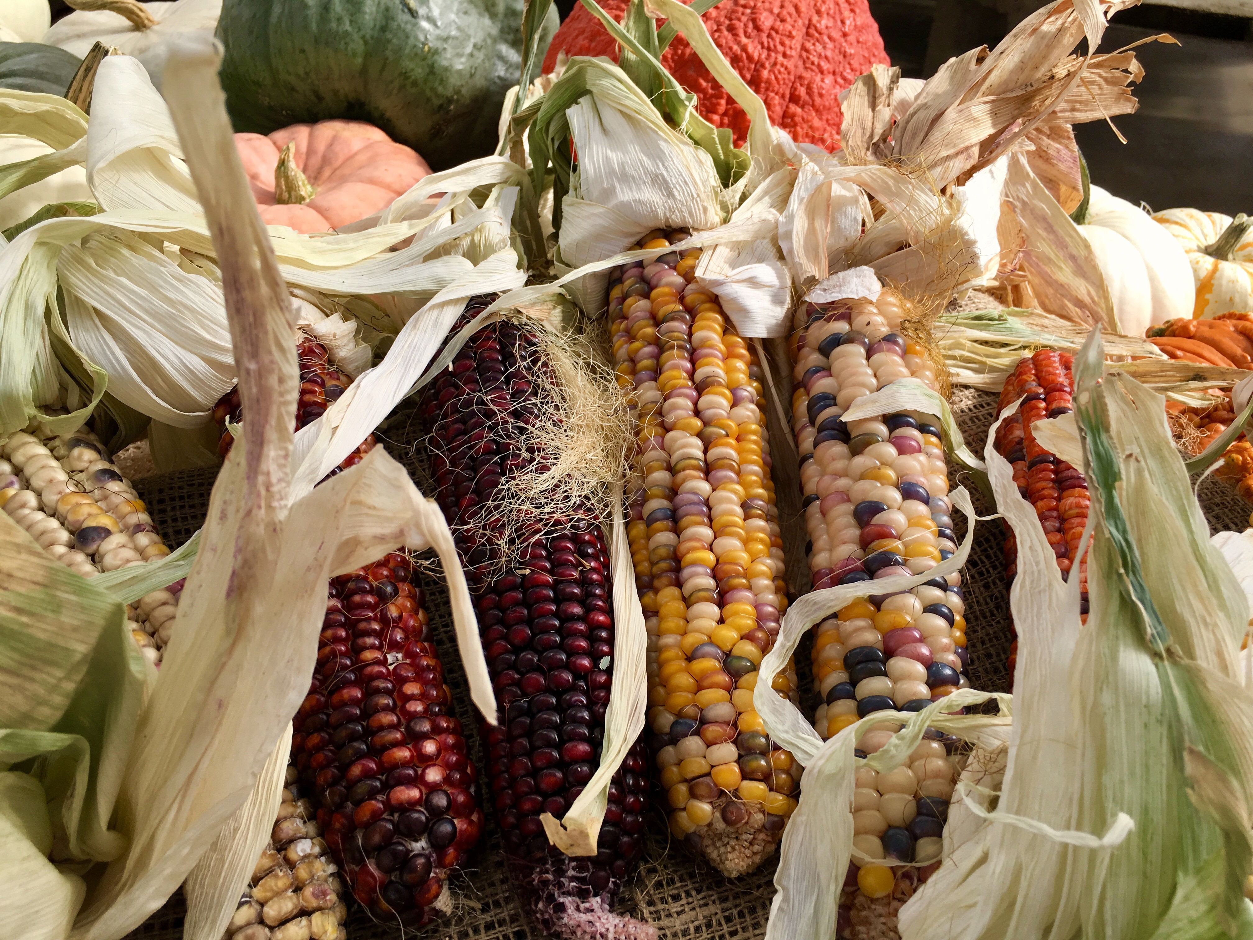 Indian Corn and Pumpkins HD Wallpaper