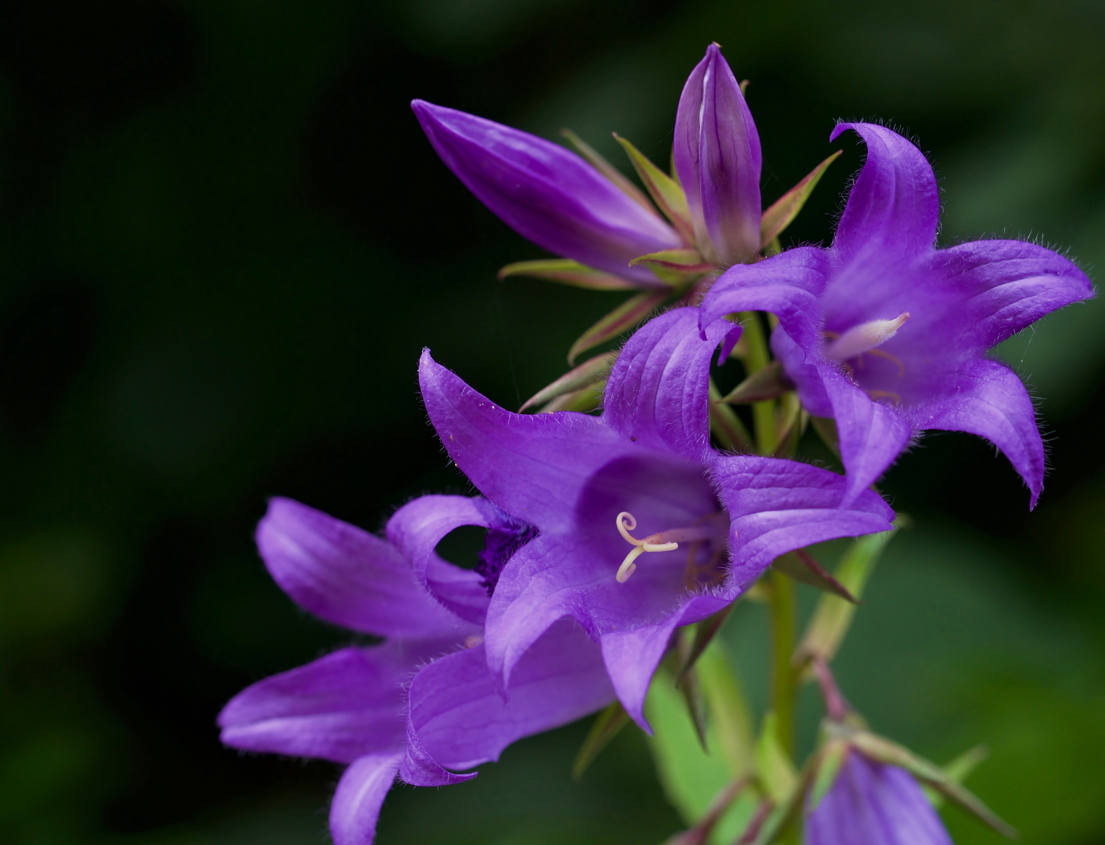 4K Campanula Closeup Violet HD Wallpaper