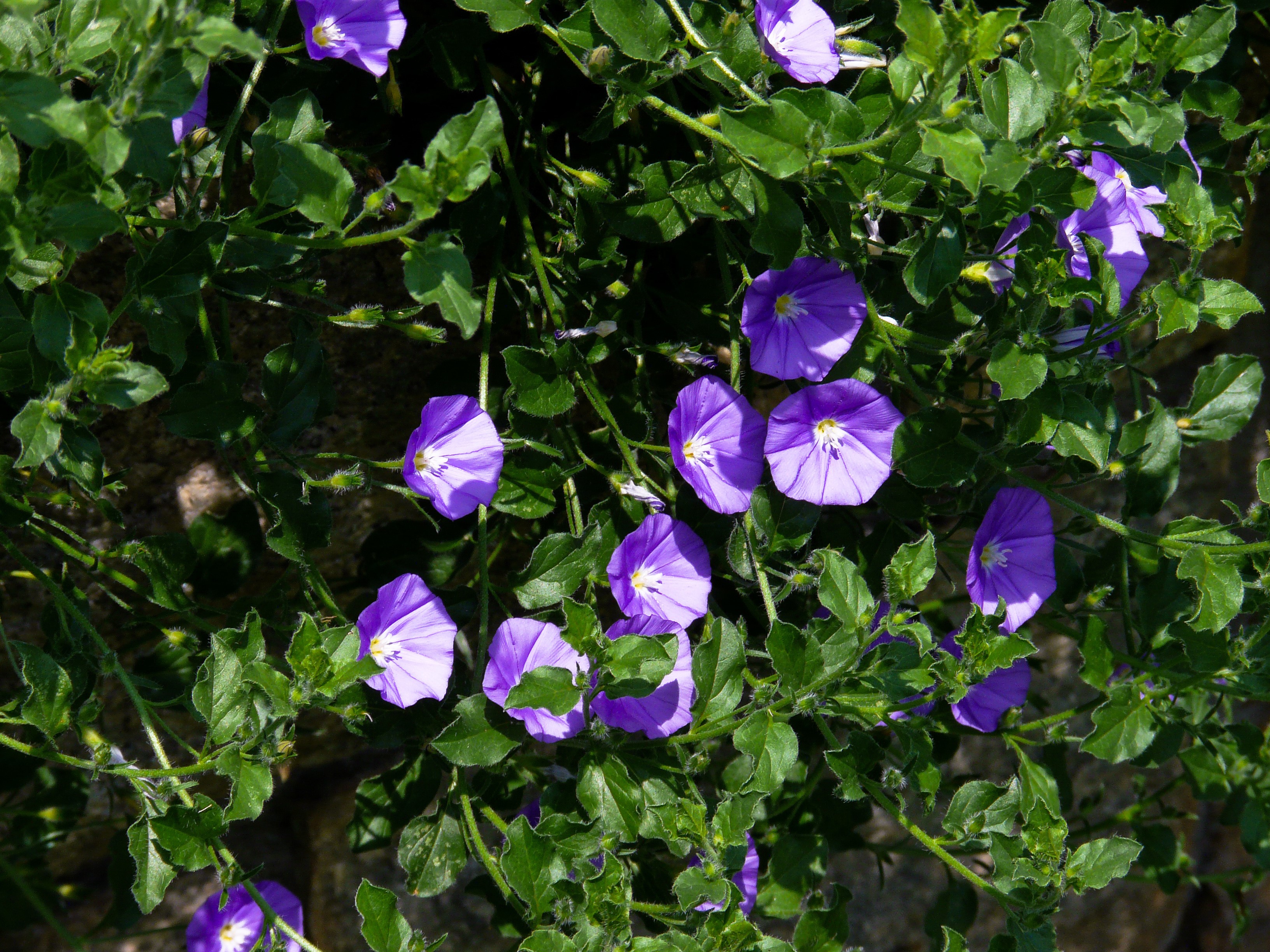 Purple bindweed flowers and green foliage HD Wallpaper