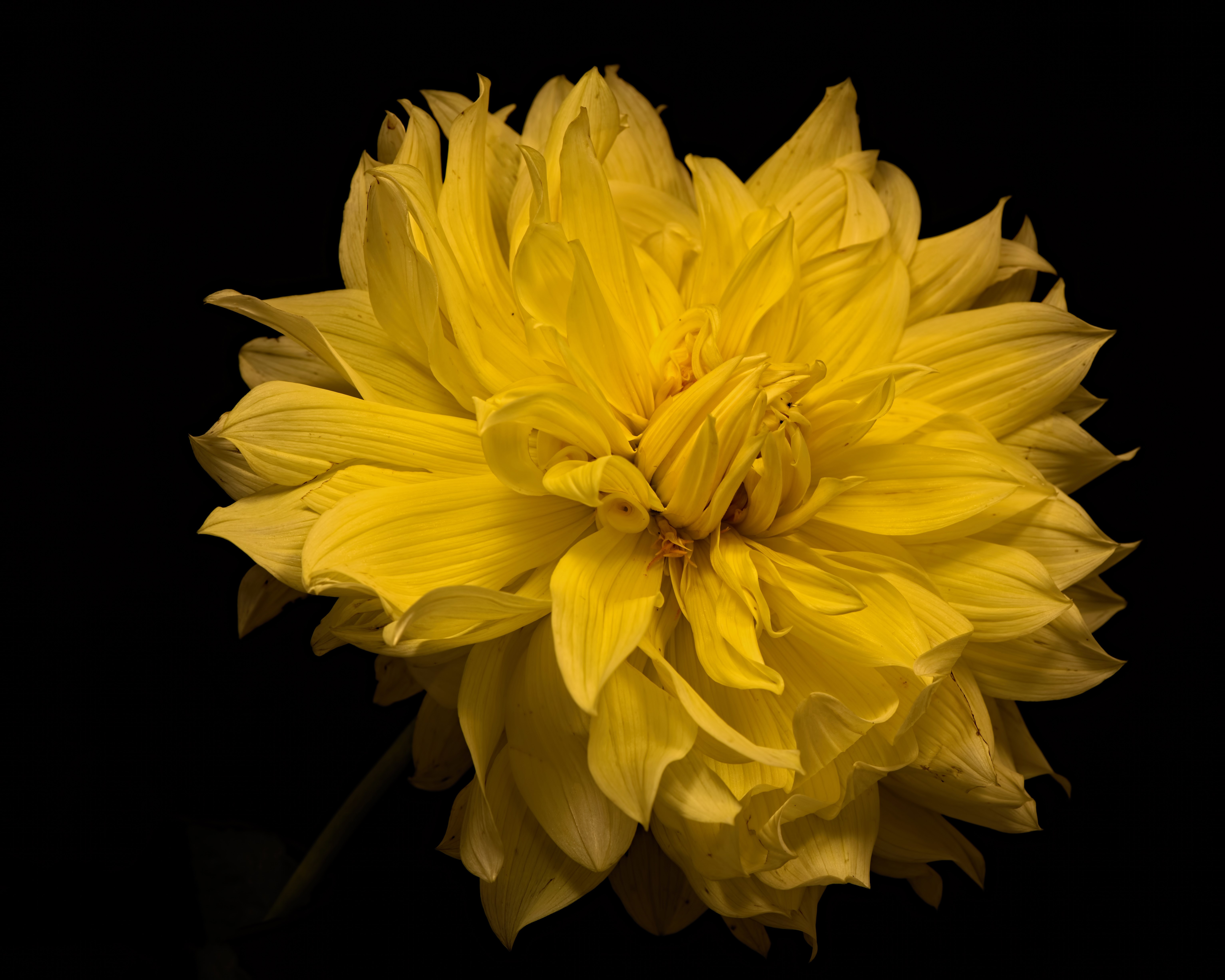 Yellow Dahlia flower on black background HD Wallpaper