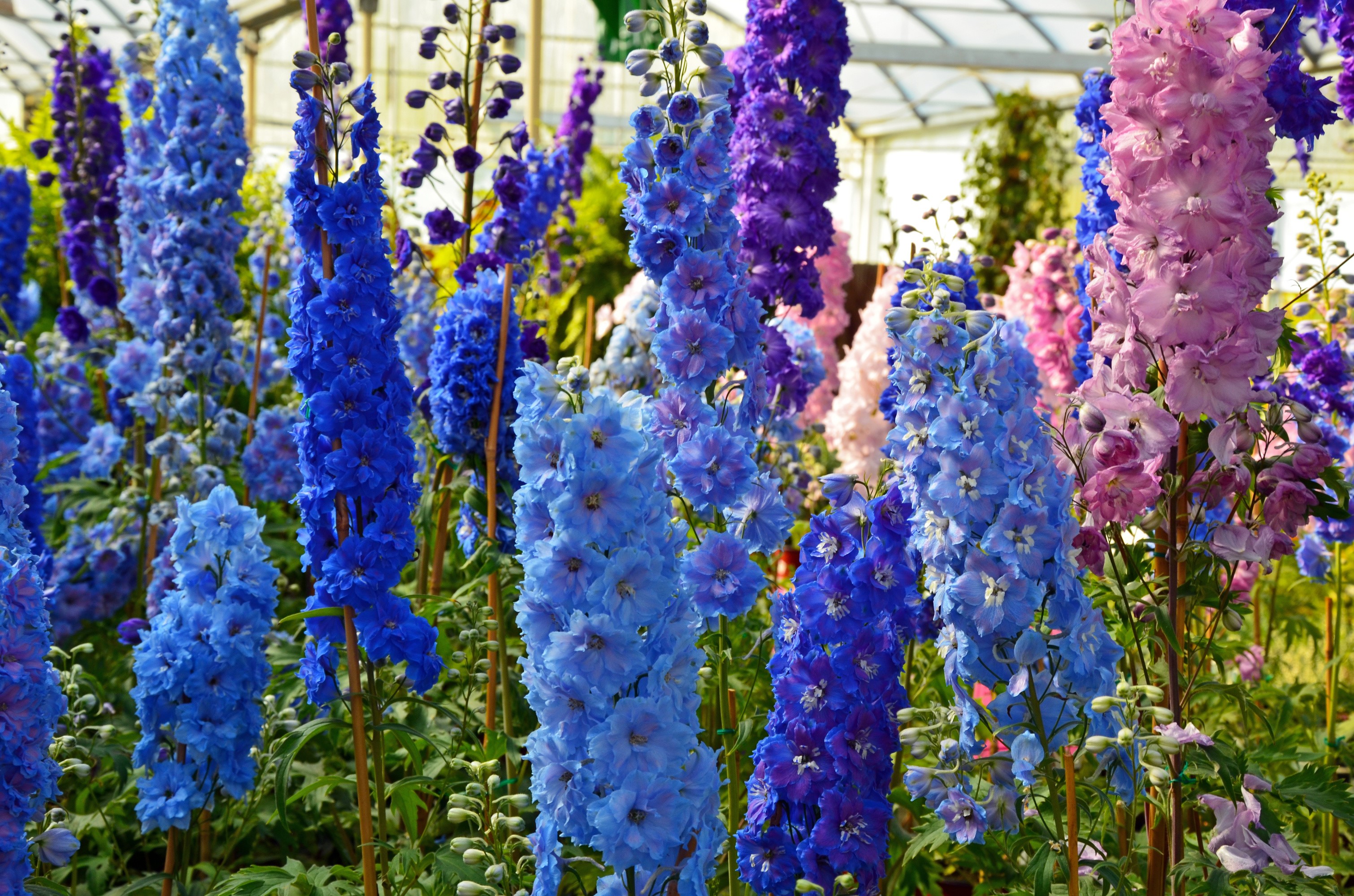 Blue and purple Delphinium flowers in a greenhouse HD Wallpaper
