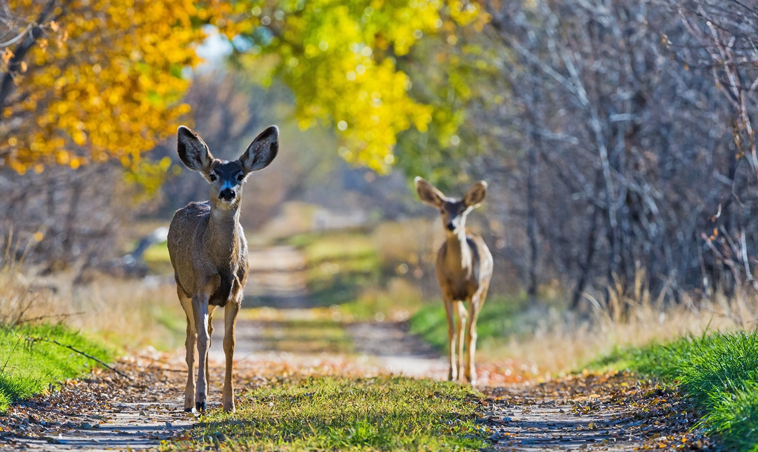 Two deer on a path in autumn HD Wallpaper