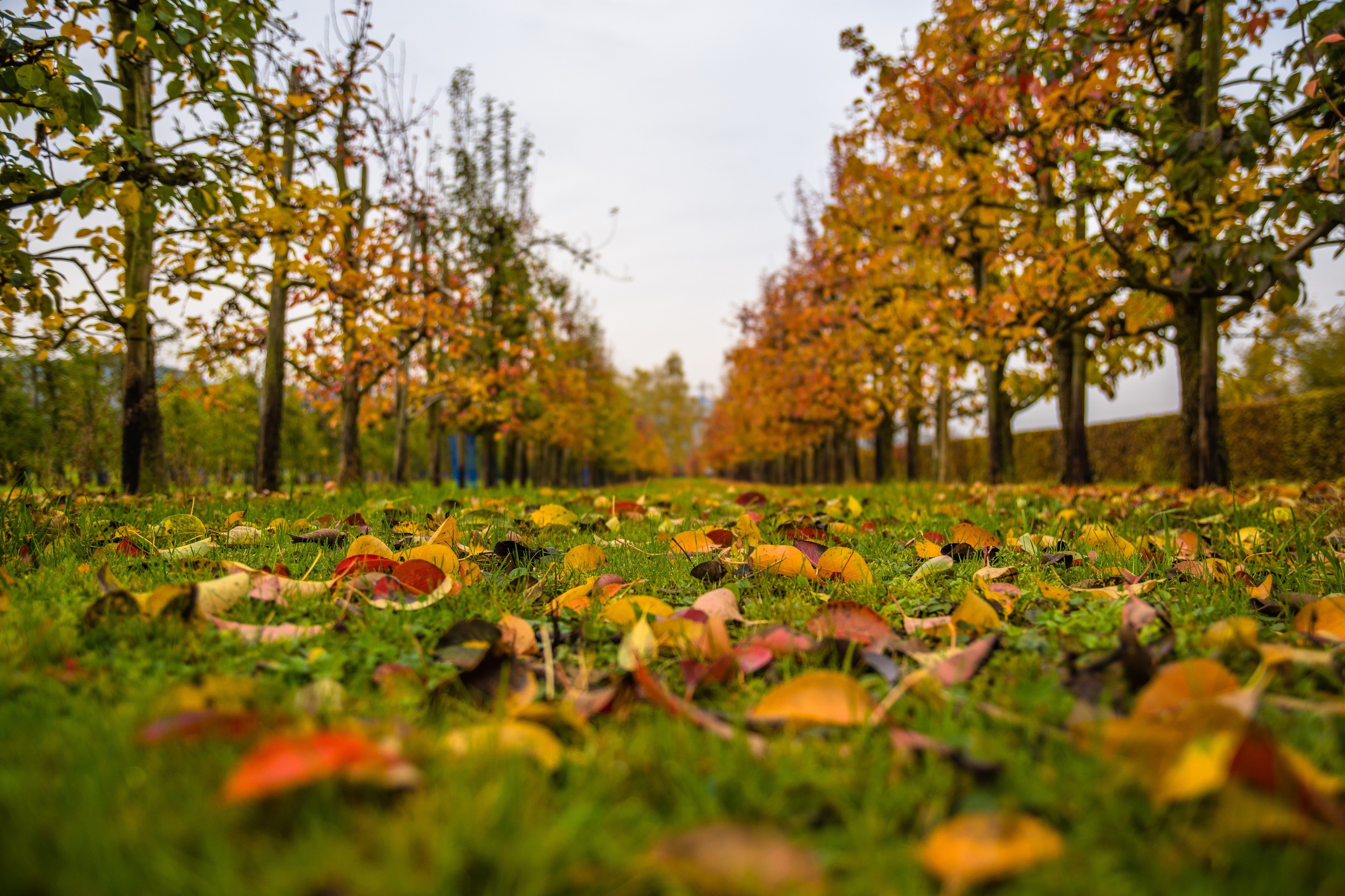 Autumn leaves on grass with trees HD Wallpaper