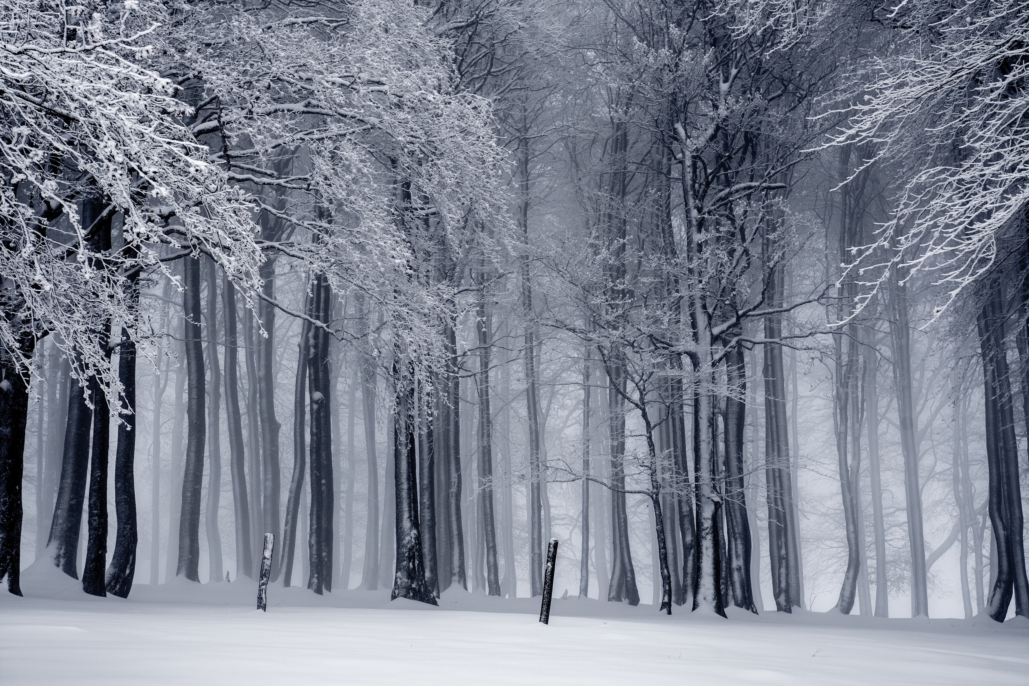Snow-covered trees in a foggy winter forest HD Wallpaper