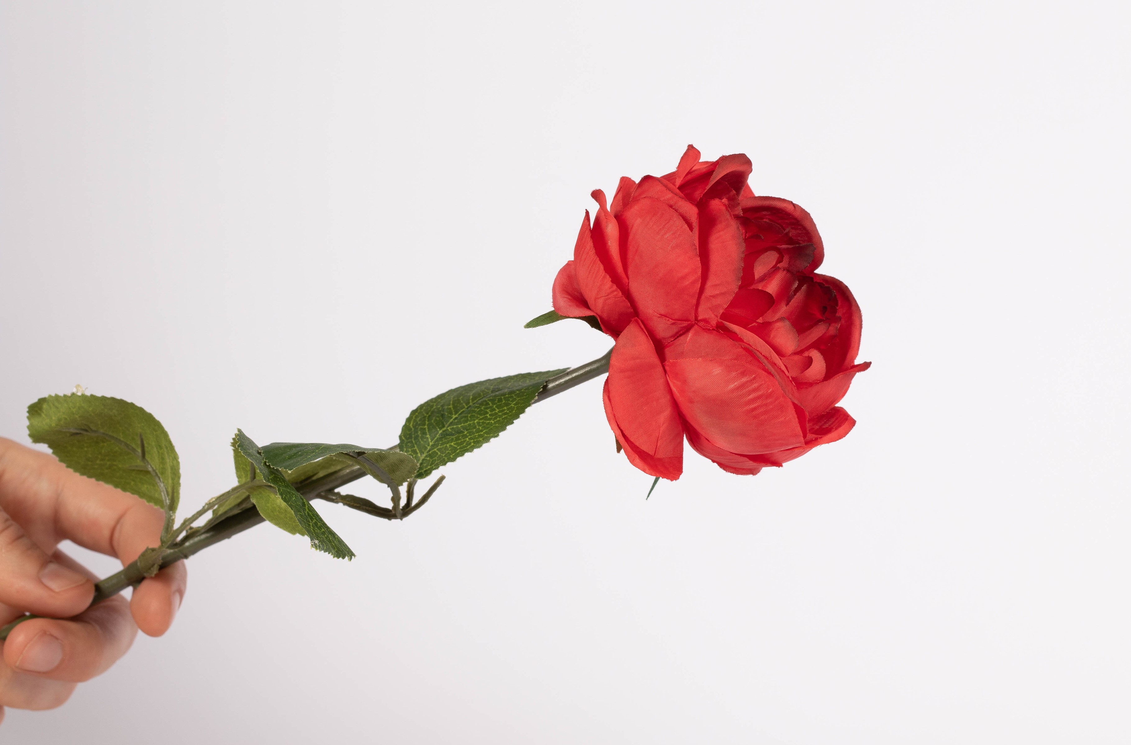 Hand holding a red rose with green leaves HD Wallpaper