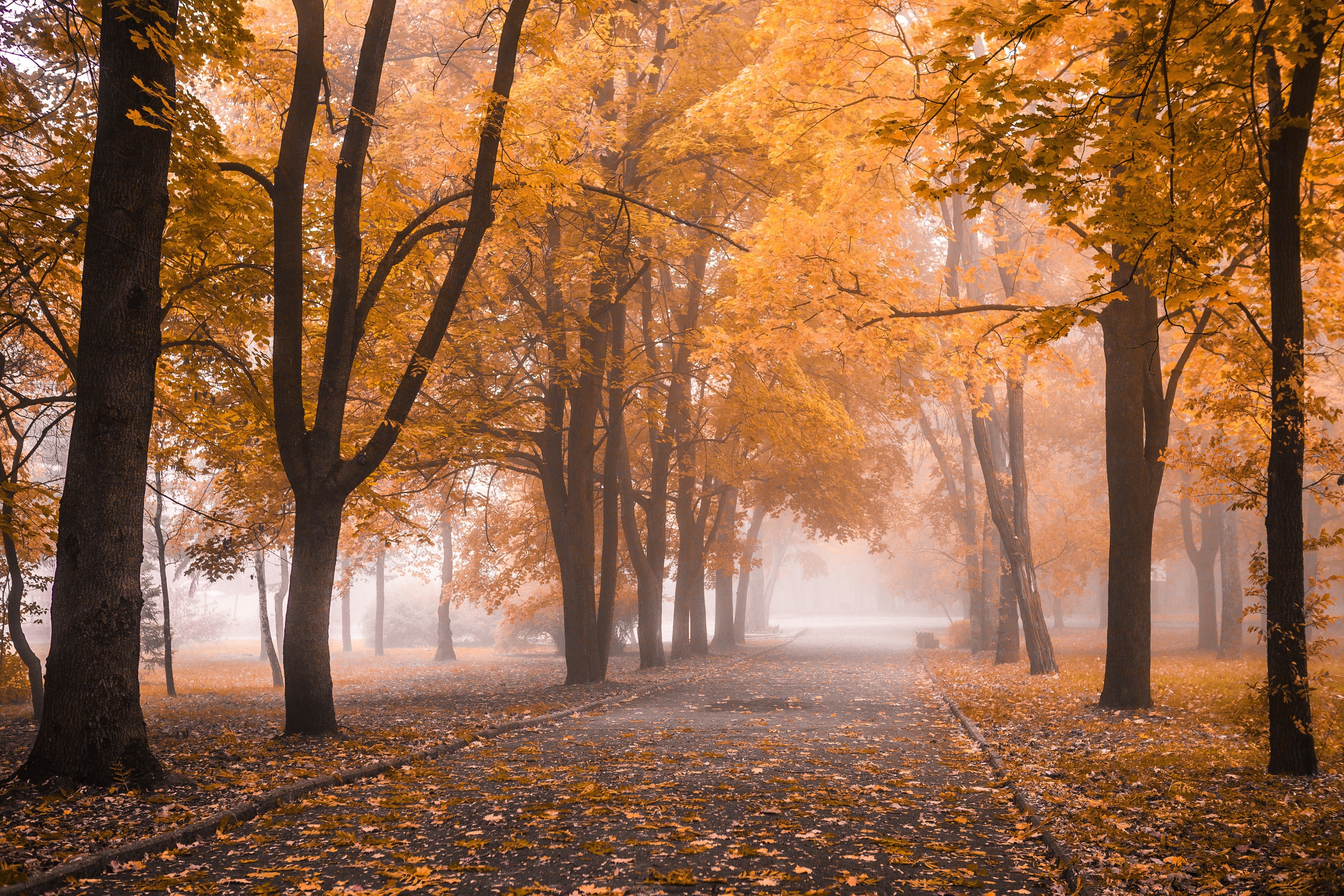 Autumn park with trees and fog HD Wallpaper