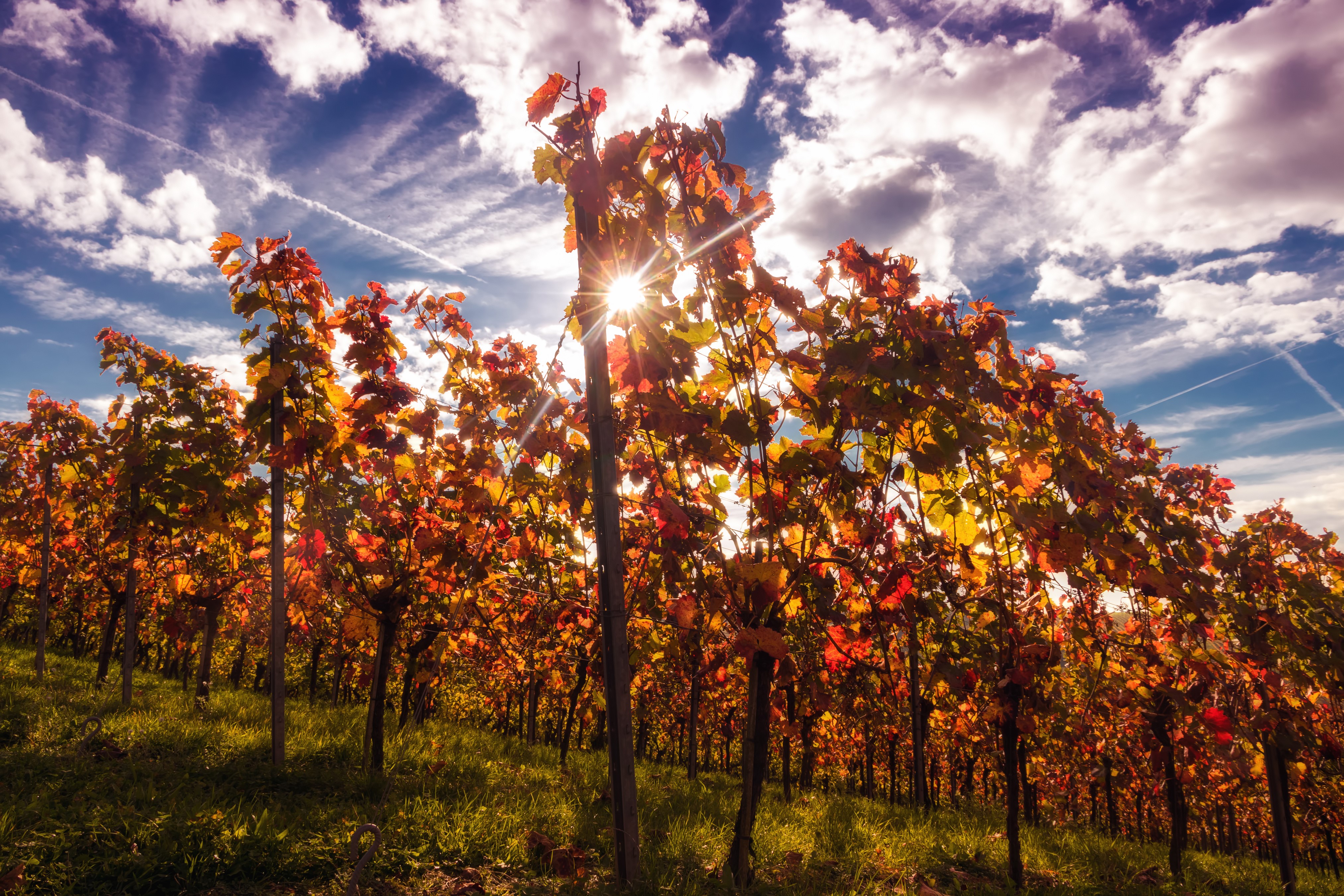 Vineyard in Autumn with Sun Rays and Clouds HD Wallpaper