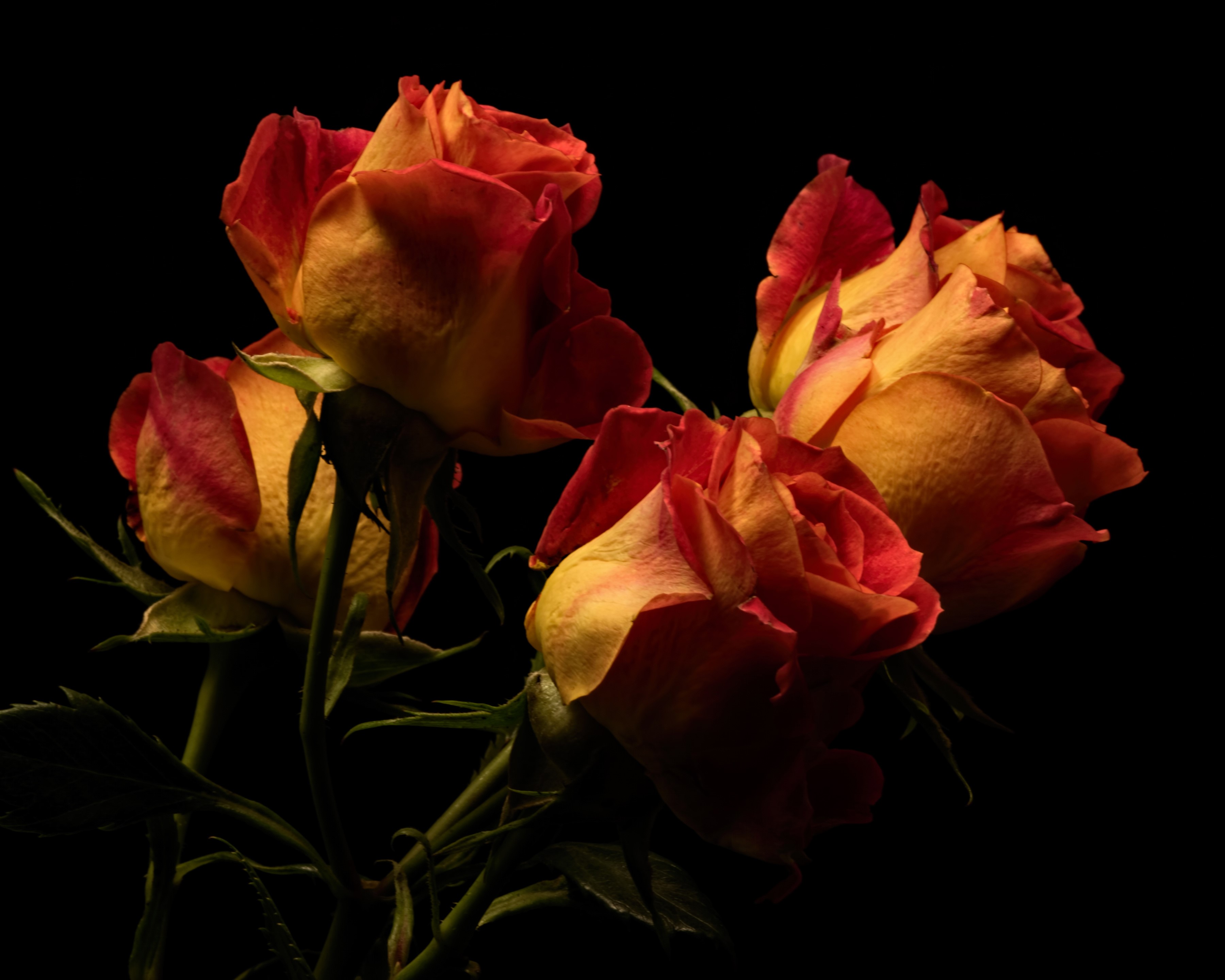 Four bicolor roses against a black background HD Wallpaper