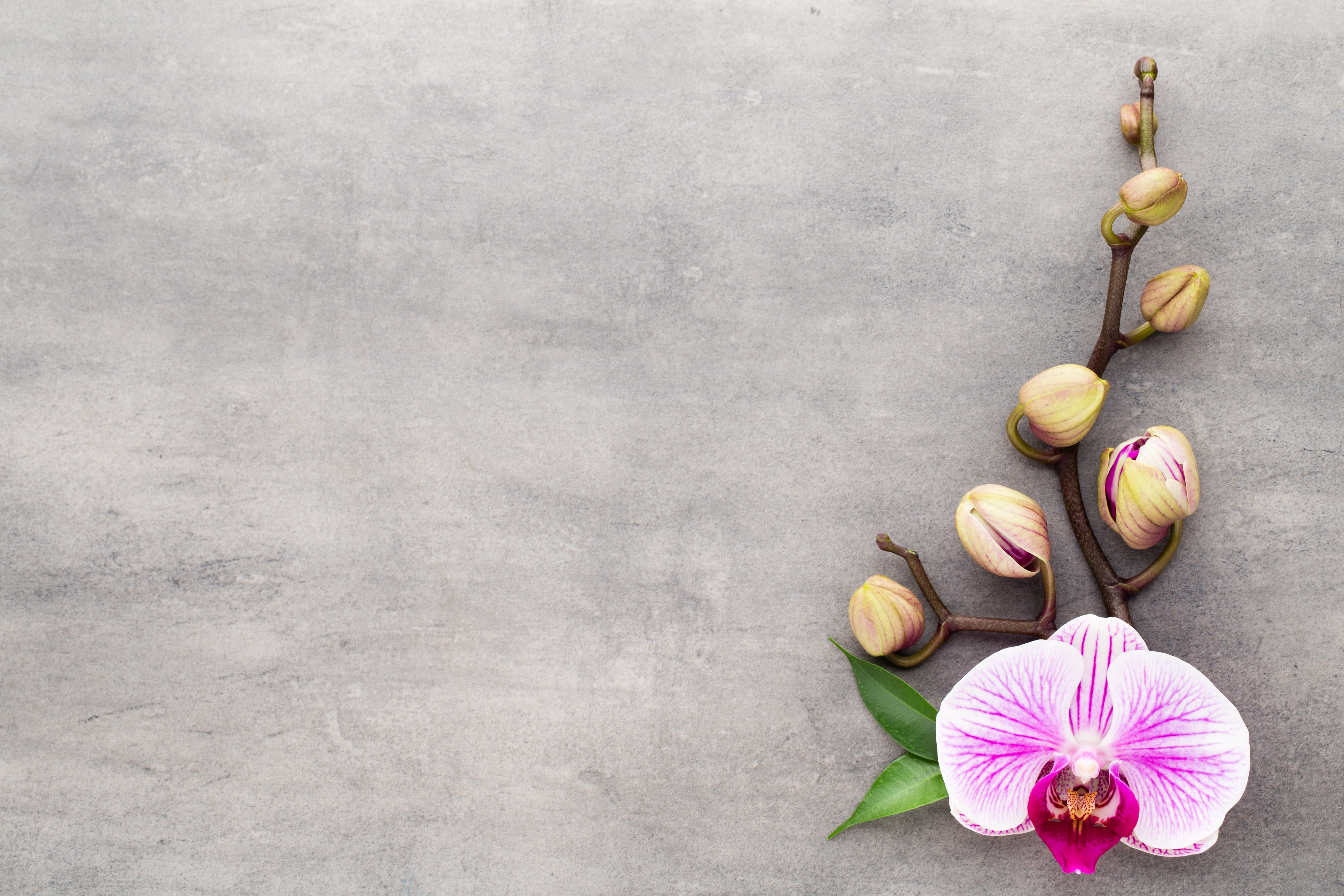 Orchid branch with buds and one open flower HD Wallpaper