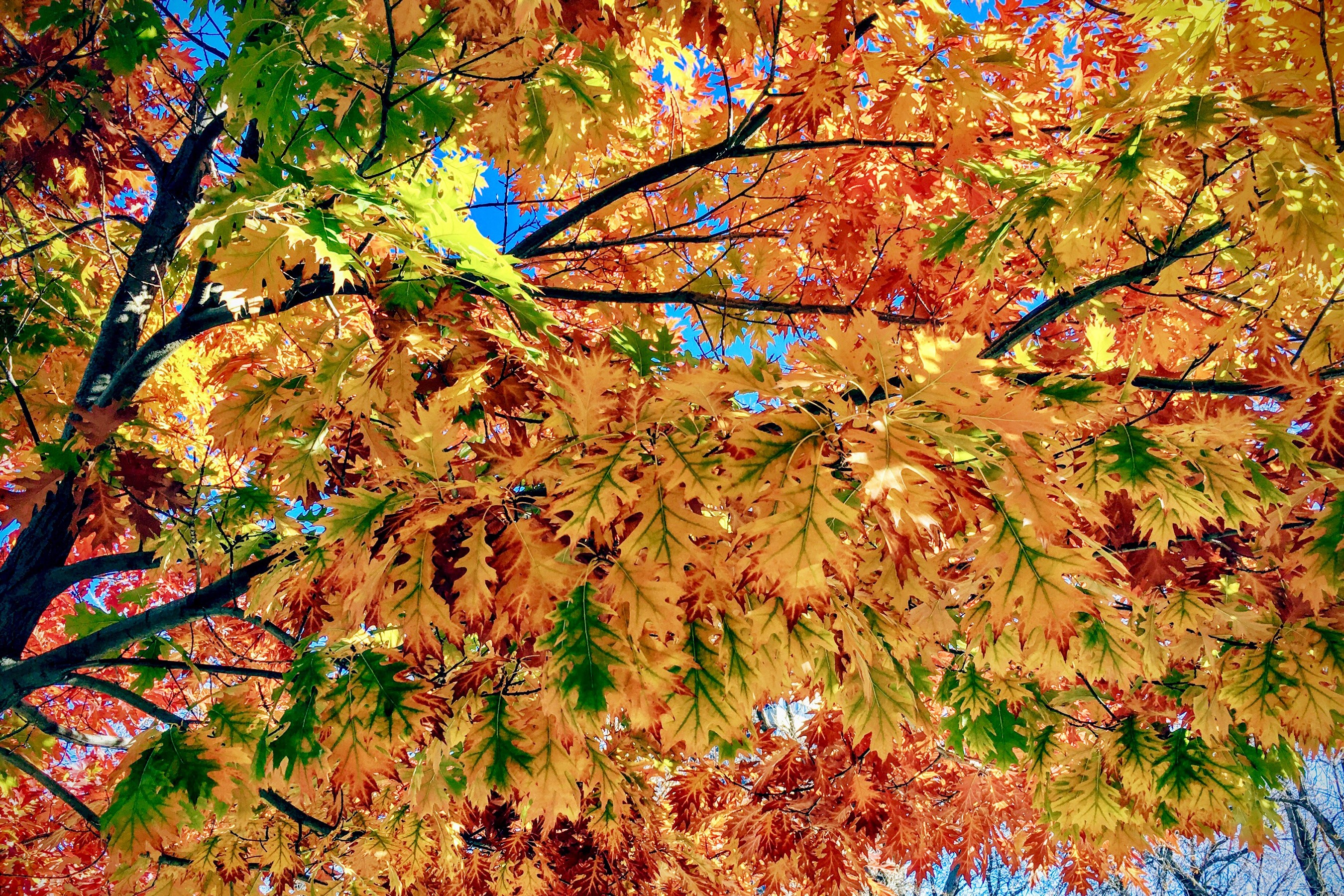 Autumn leaves on tree branches against blue sky HD Wallpaper