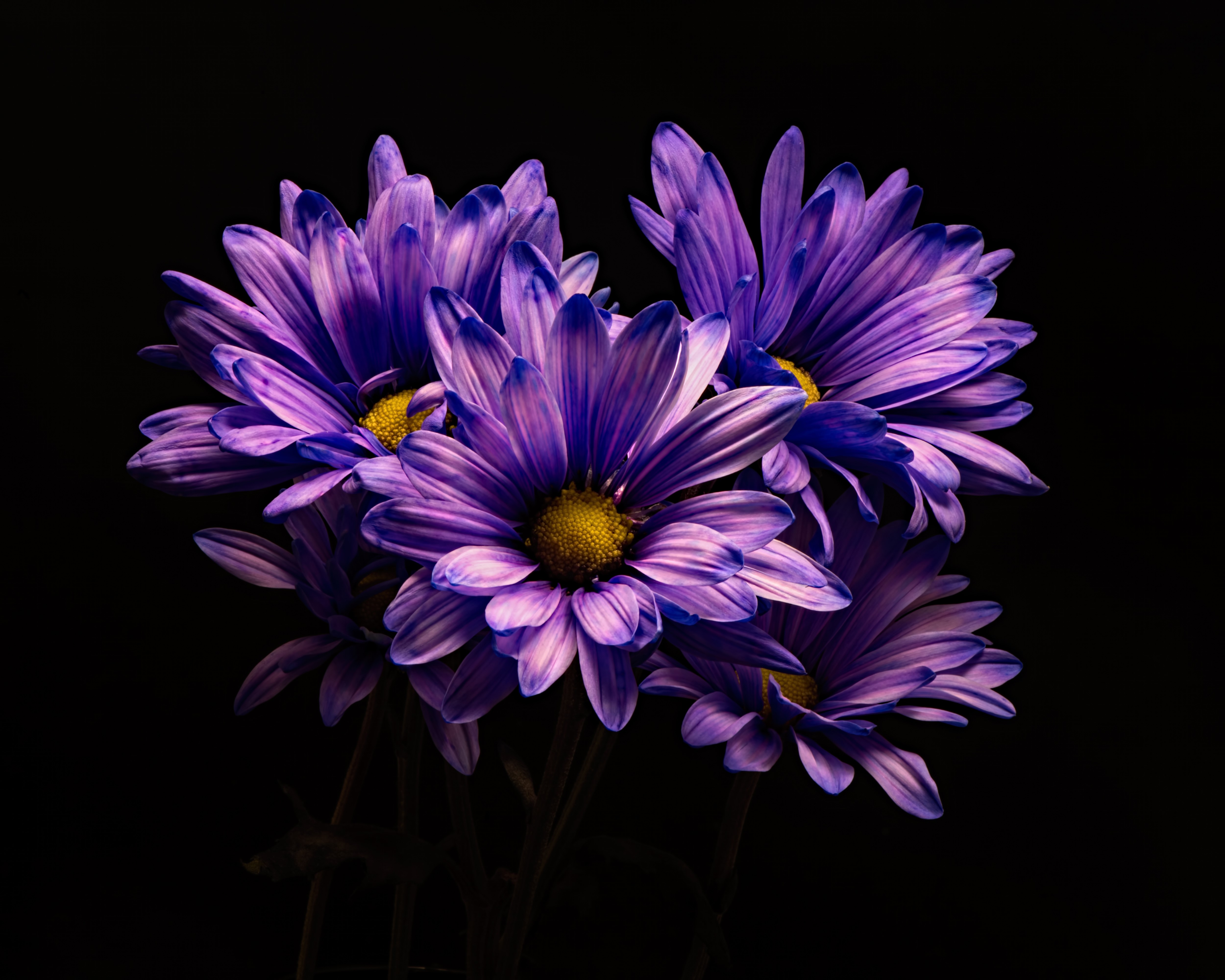 Purple Chrysanthemums on Black Background HD Wallpaper