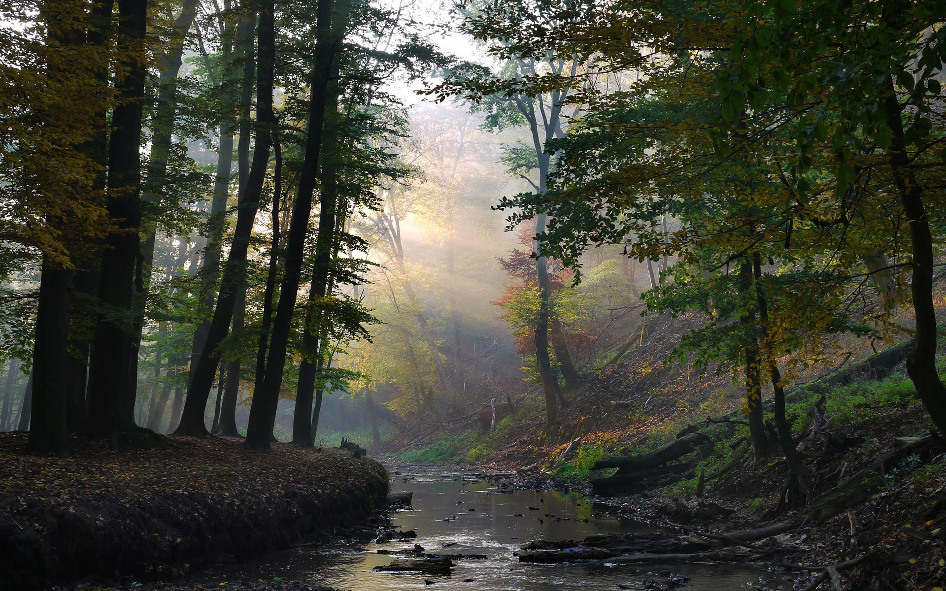 Misty forest with a stream and sunbeams HD Wallpaper