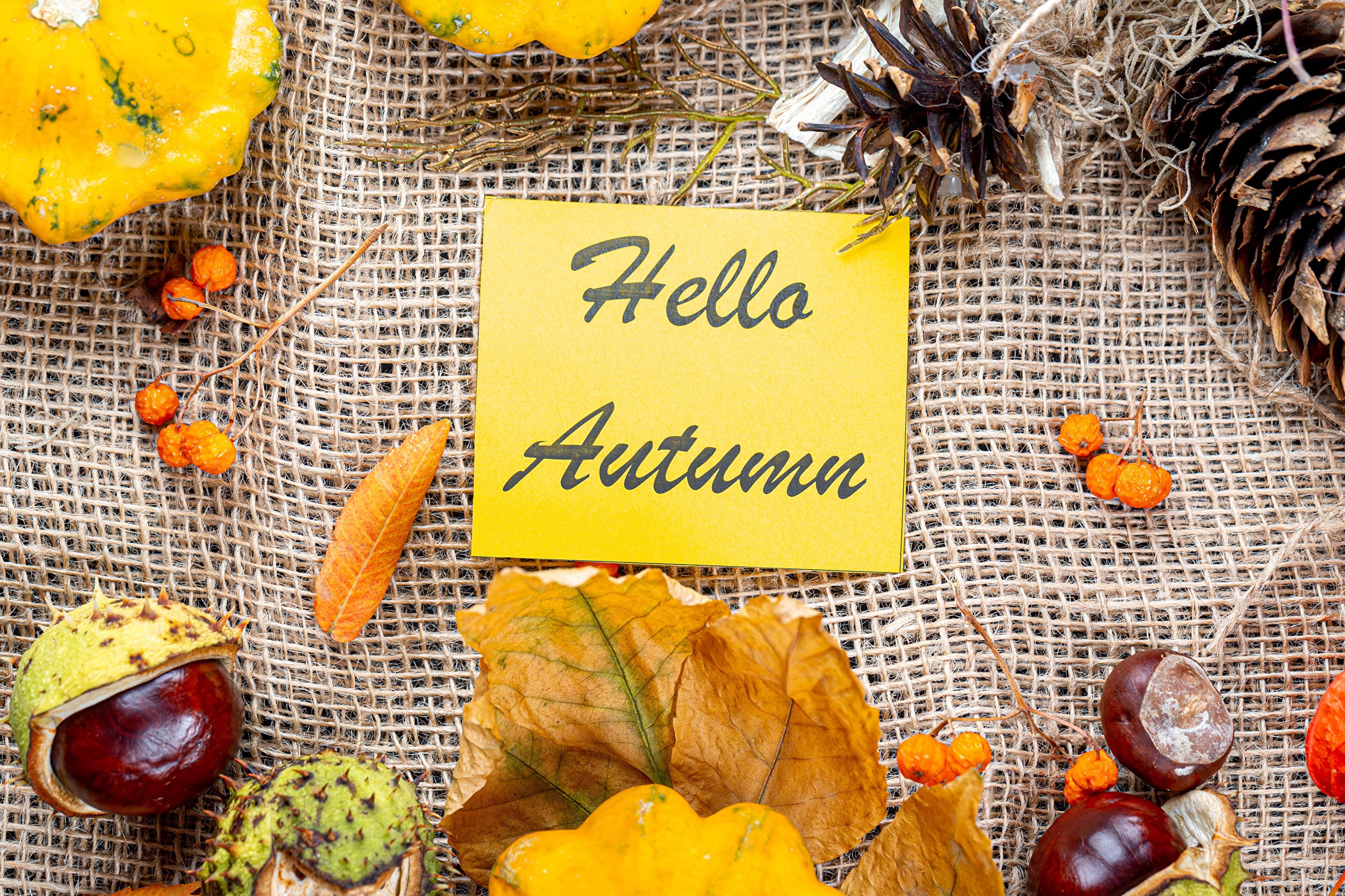 Autumn still life with pumpkins, pine cones, and leaves HD Wallpaper