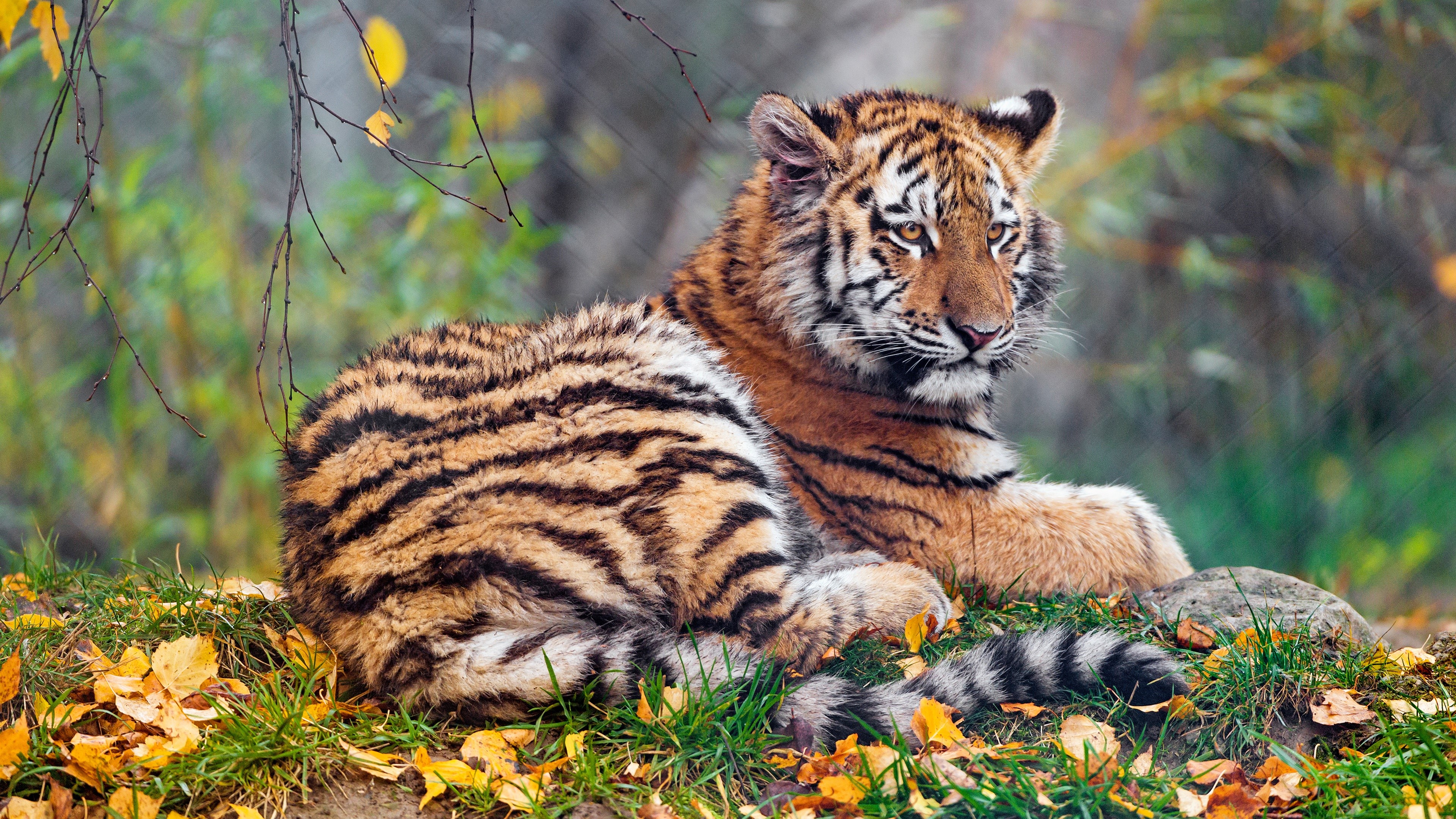 Tiger in Autumn HD Wallpaper