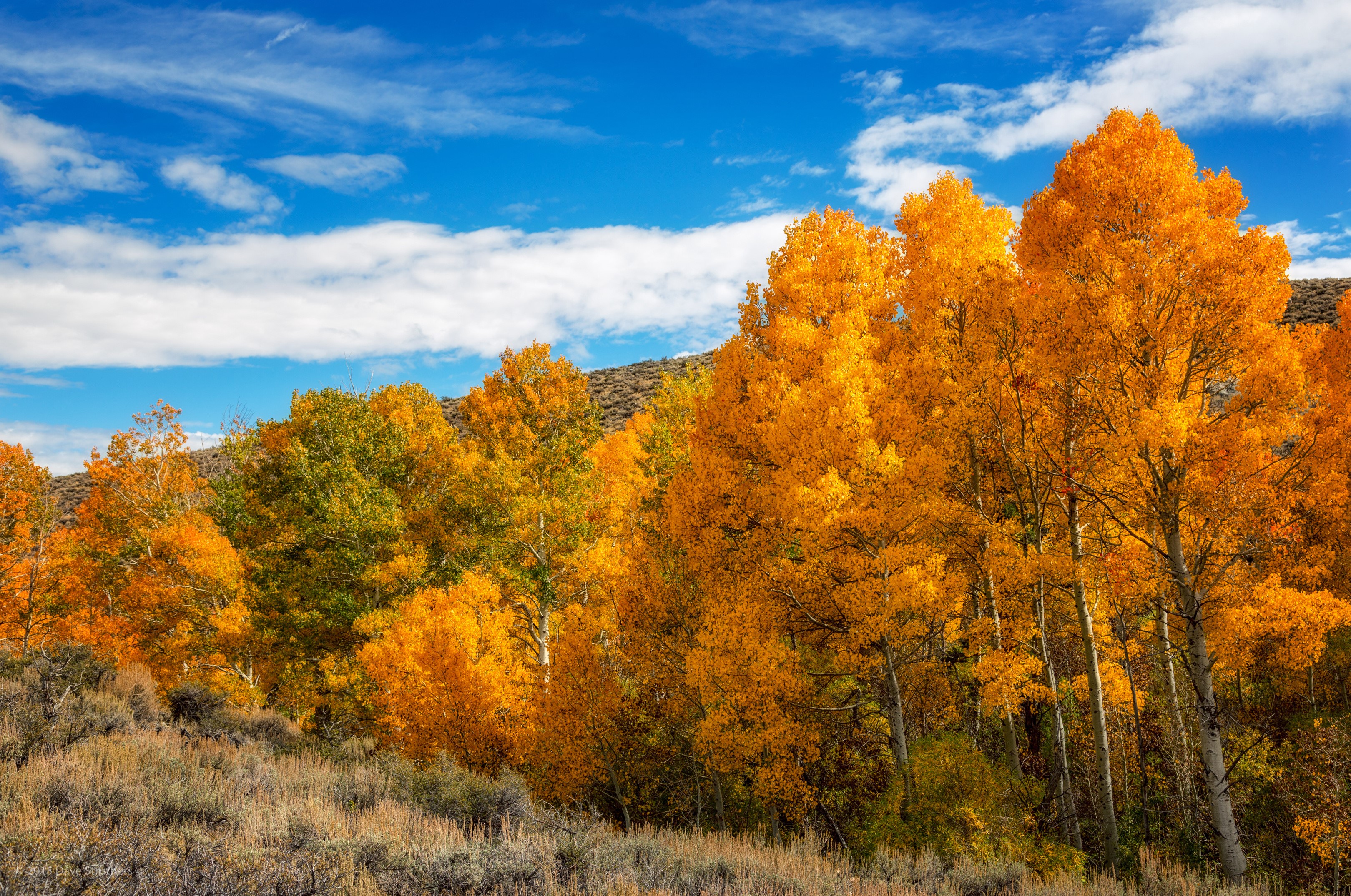 Autumn Aspen Trees in California Under Blue Sky HD Wallpaper