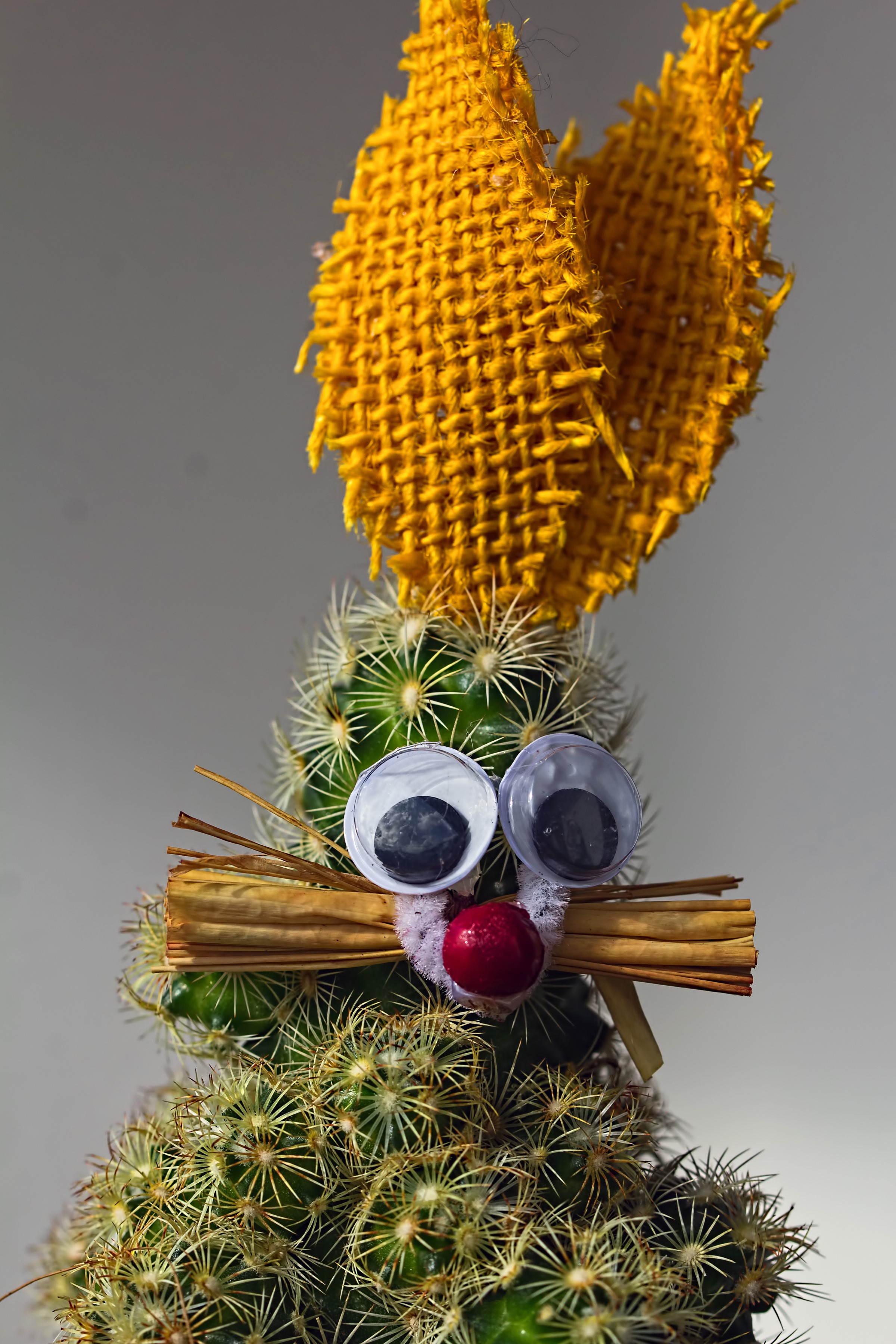 Creative cactus decorated as a rabbit HD Phone Wallpaper