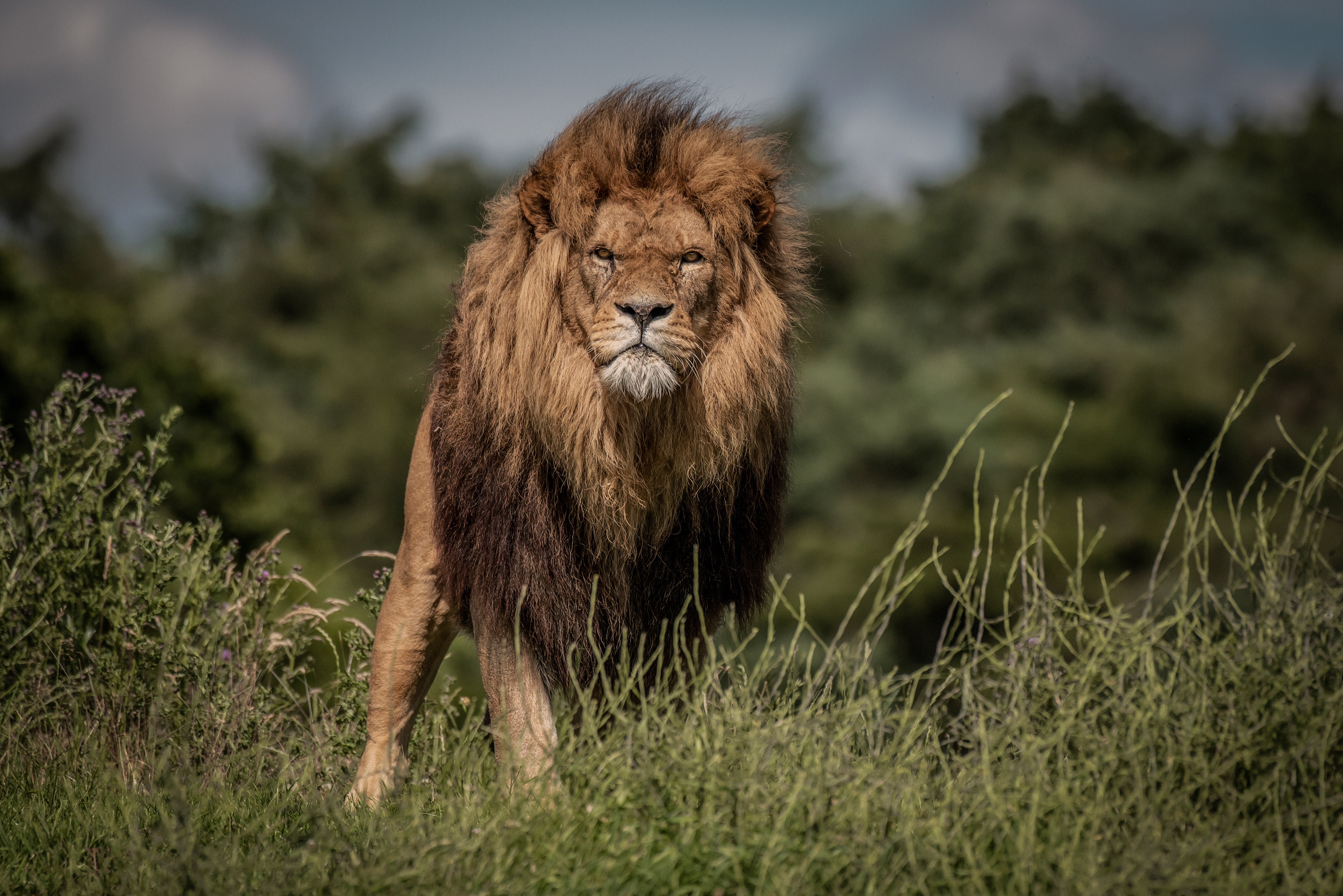 Lion standing in tall grass HD Wallpaper