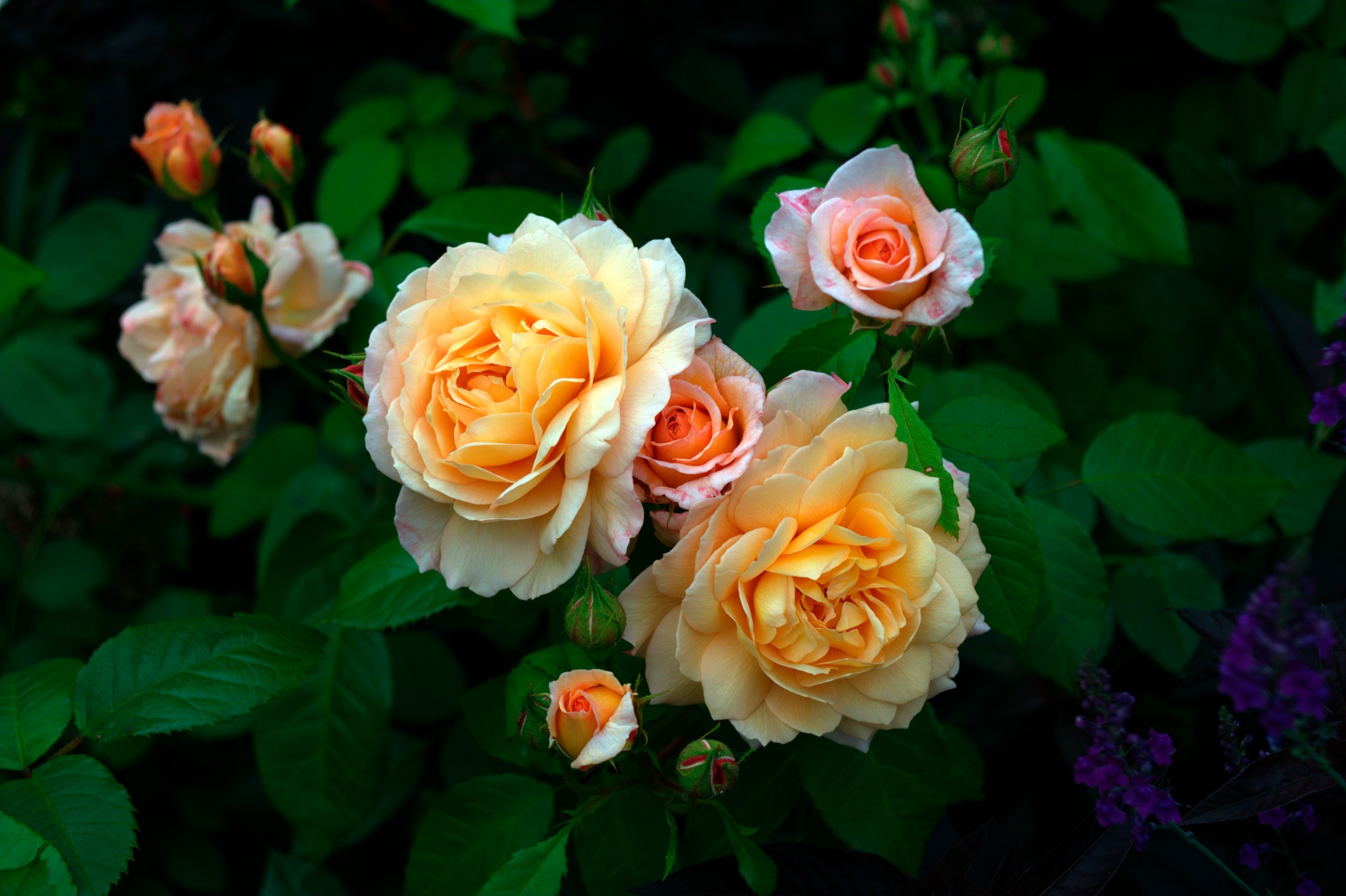 Peach and Orange Roses with Green Leaves HD Wallpaper