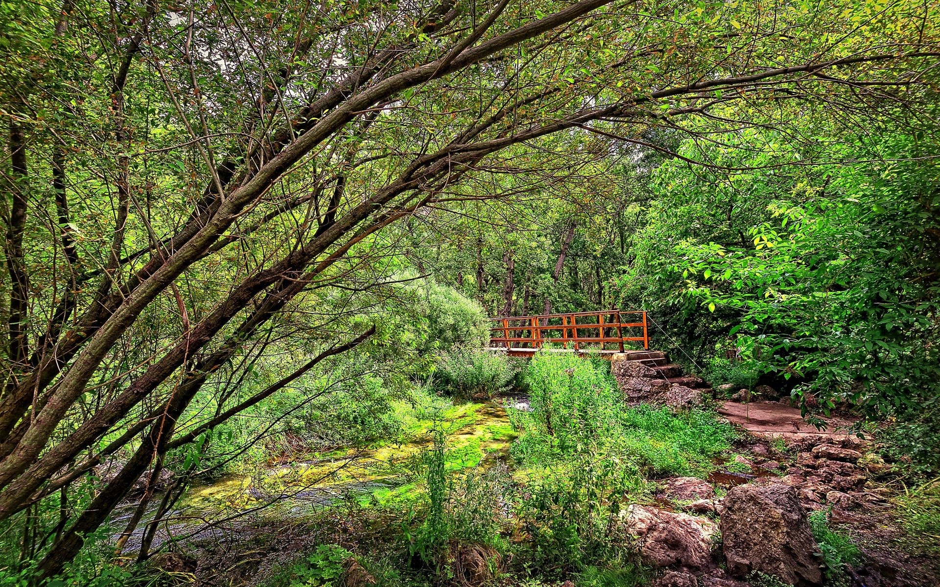 Wooden bridge over a stream in a forest HD Wallpaper