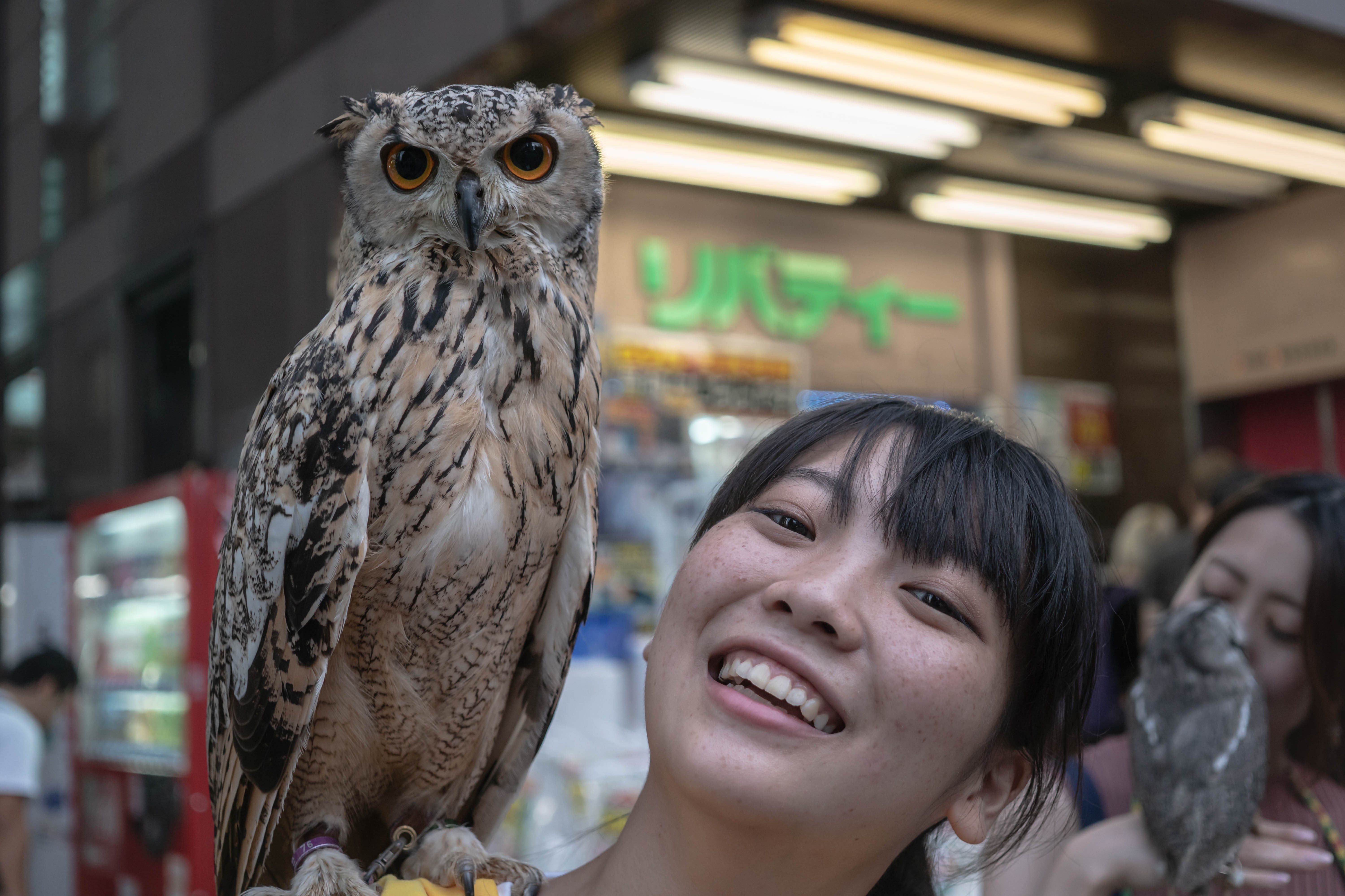 Girl with an owl on her shoulder HD Wallpaper