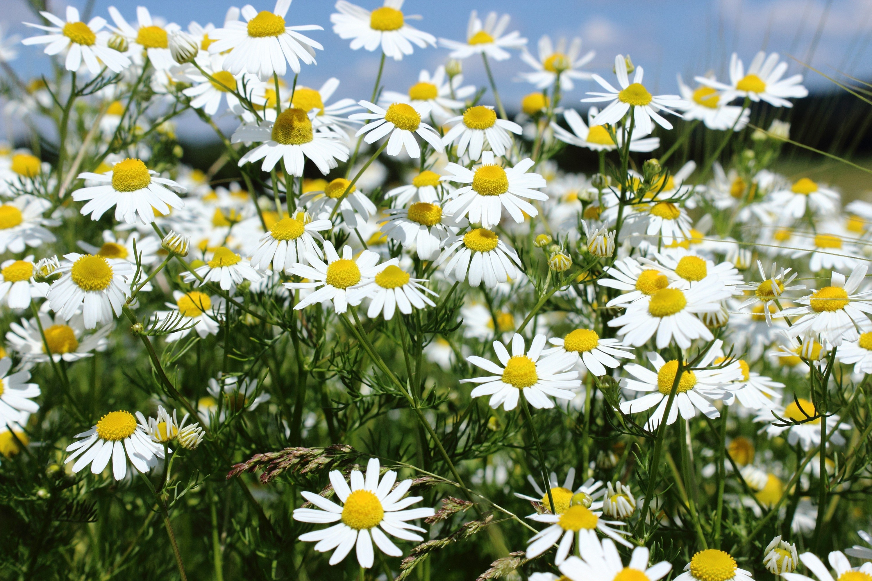 Field of Many White Camomile Flowers HD Wallpaper