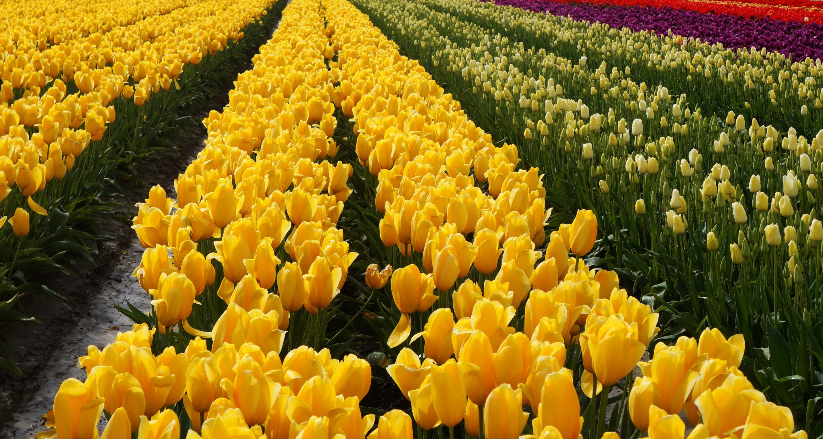 Rows of yellow tulips in a field HD Wallpaper