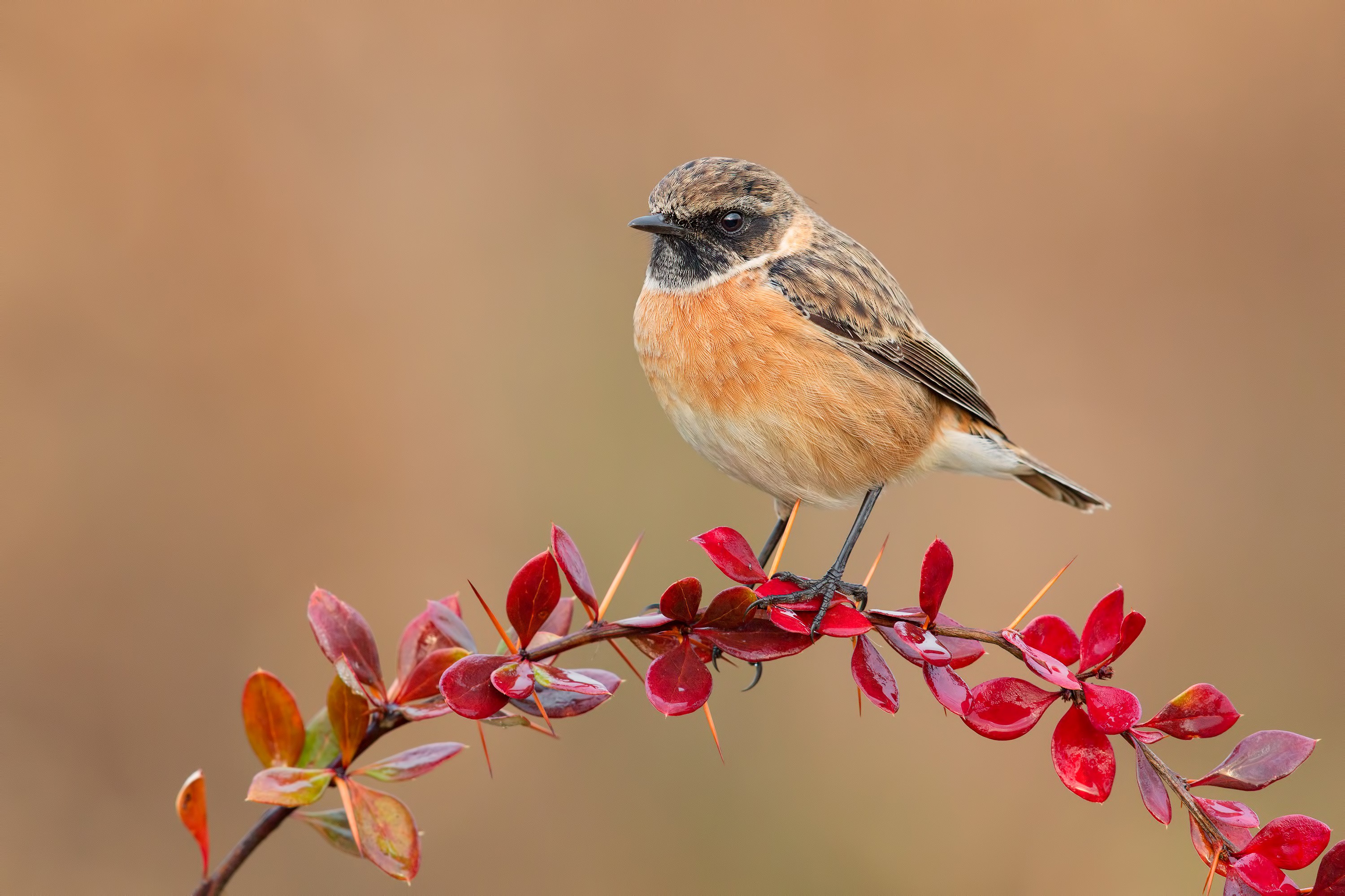 Male European Stonechat perched on a thorny branch HD Wallpaper