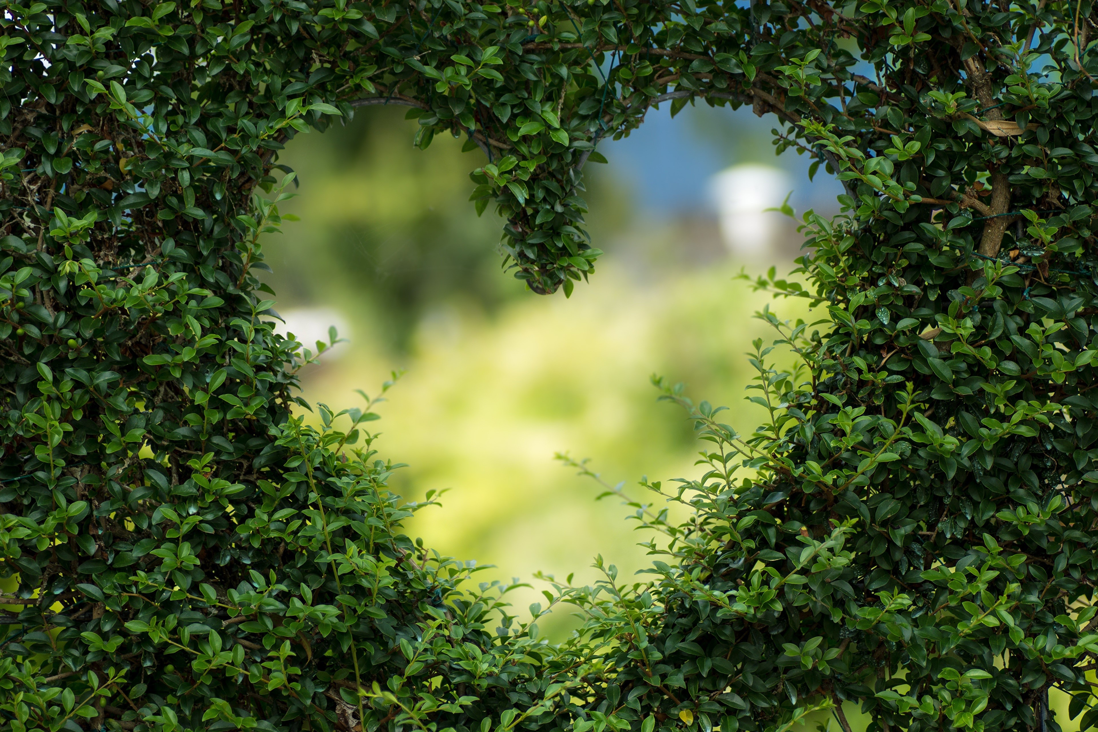 Heart-shaped opening in green shrubs HD Wallpaper