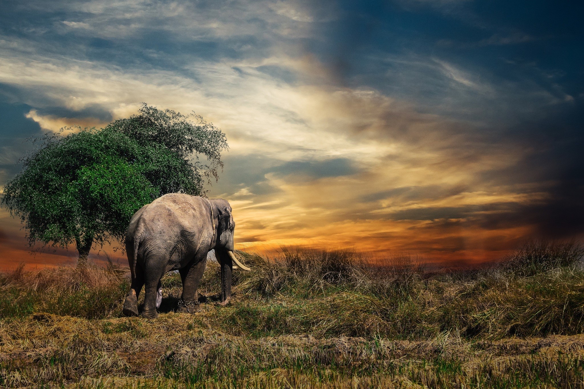 Elephant walking in a field at sunset HD Wallpaper