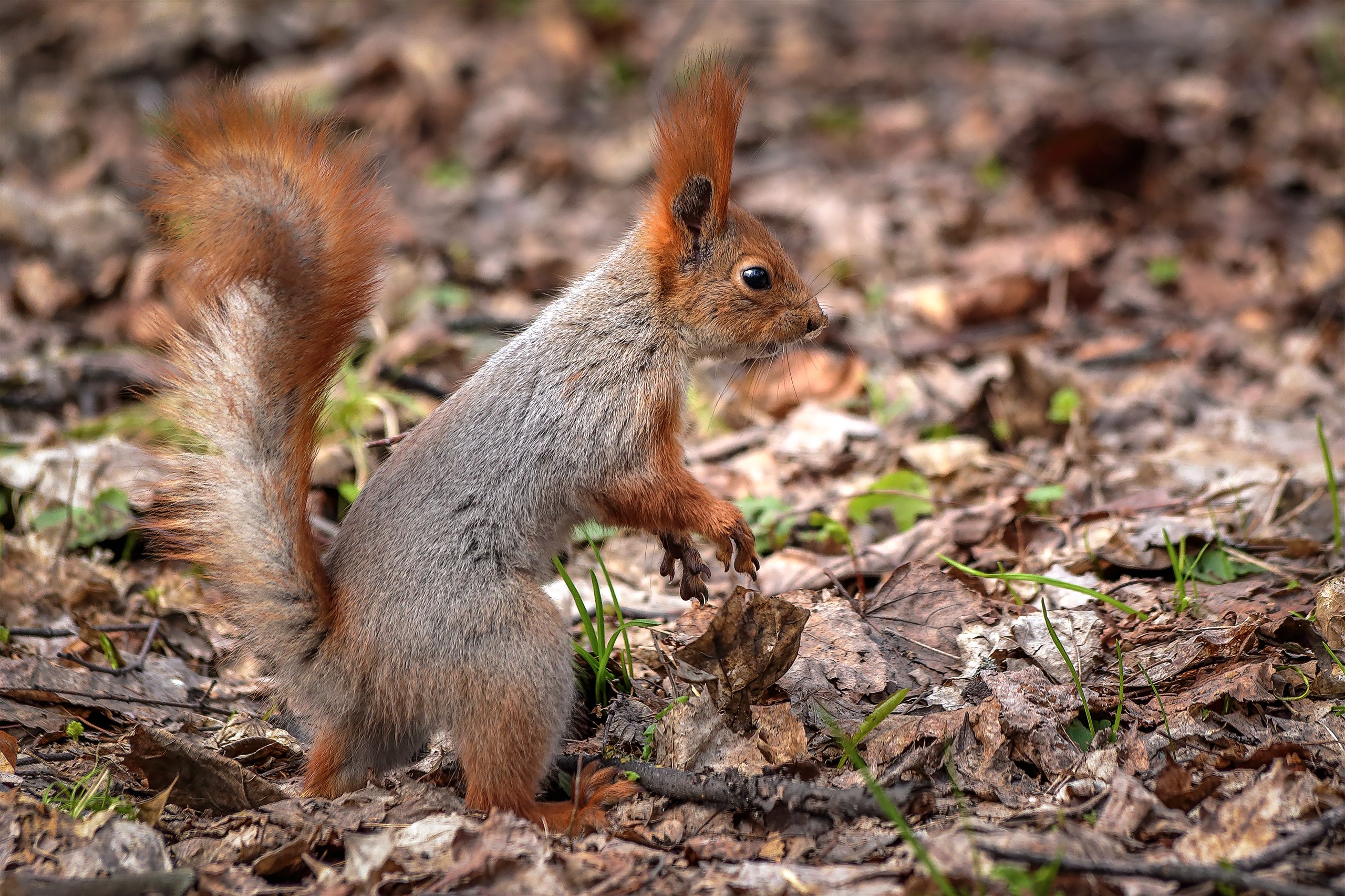 A squirrel stands on the forest floor HD Wallpaper