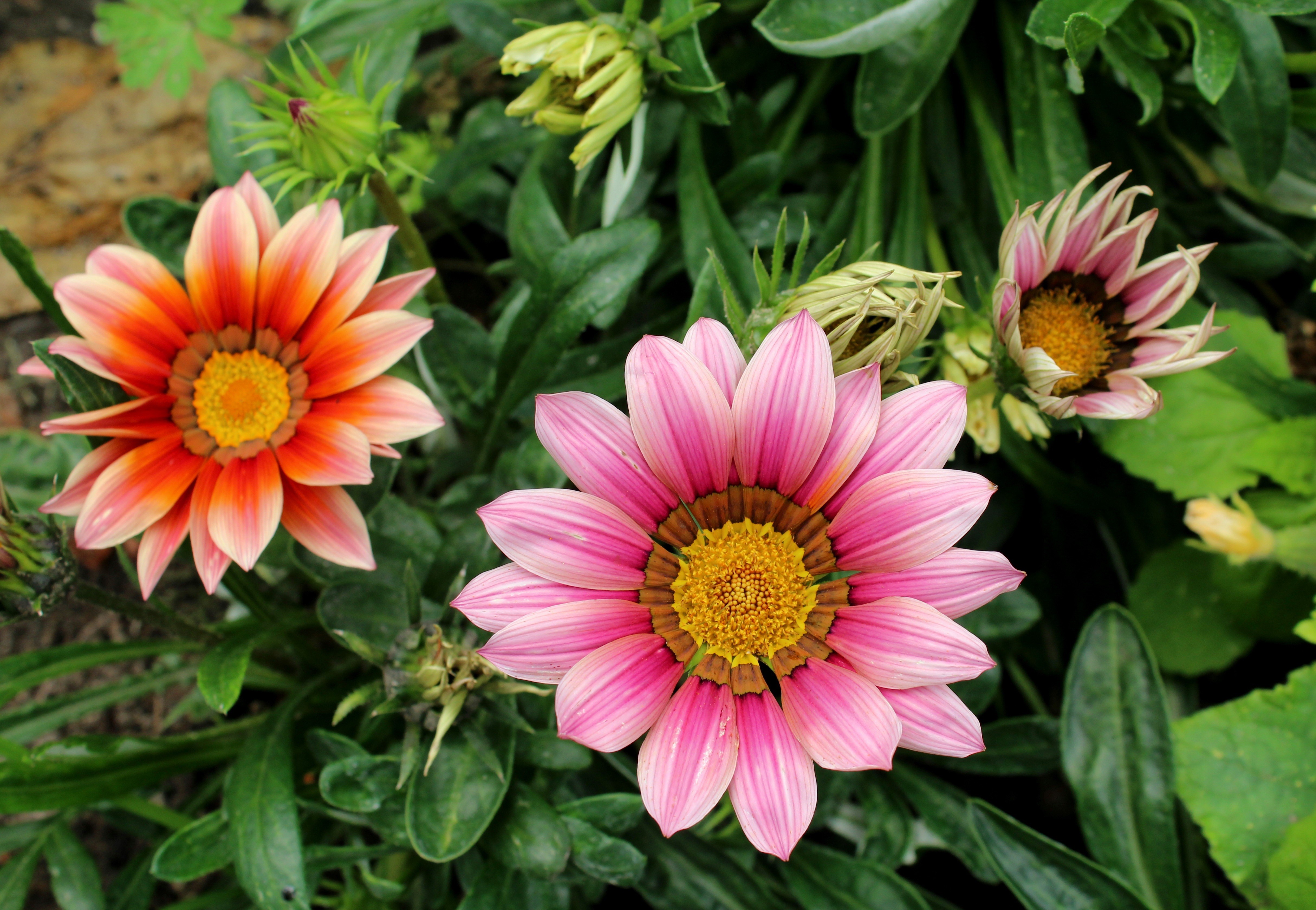 4K Gazania Flowers HD Wallpaper