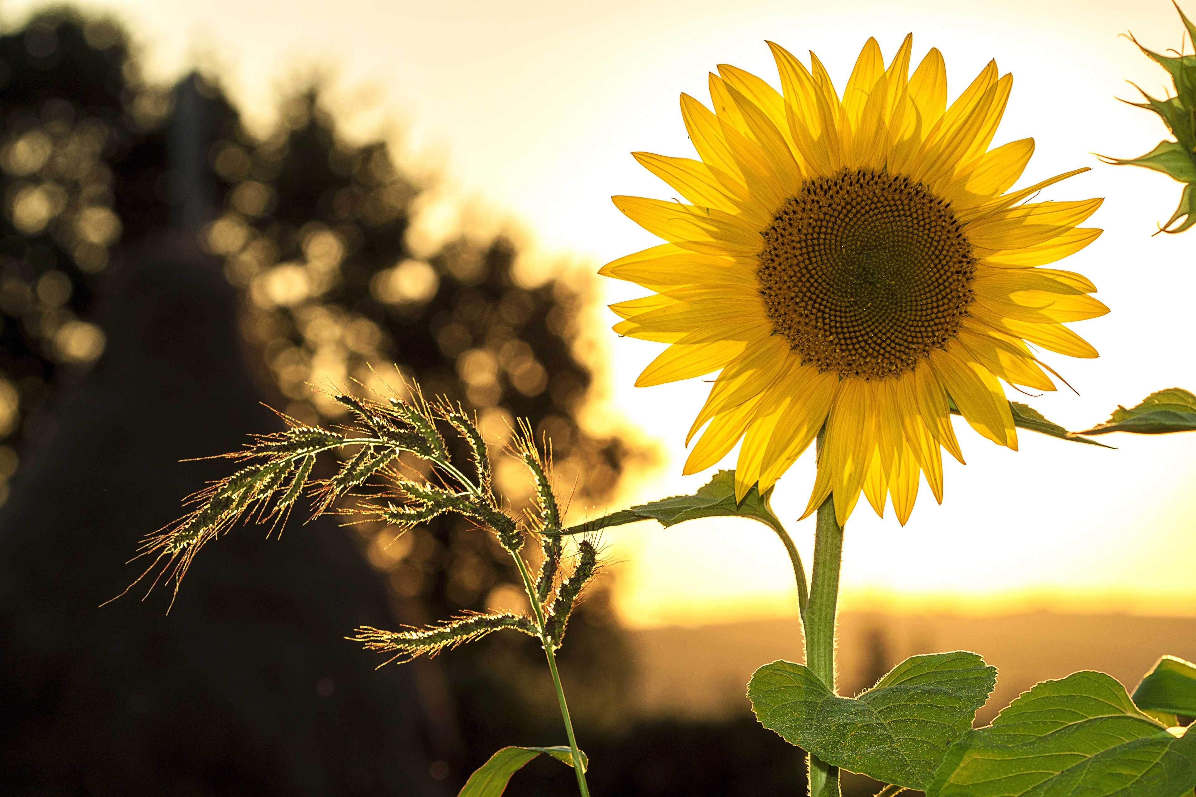4K Sunflower and Grass with Bokeh HD Wallpaper