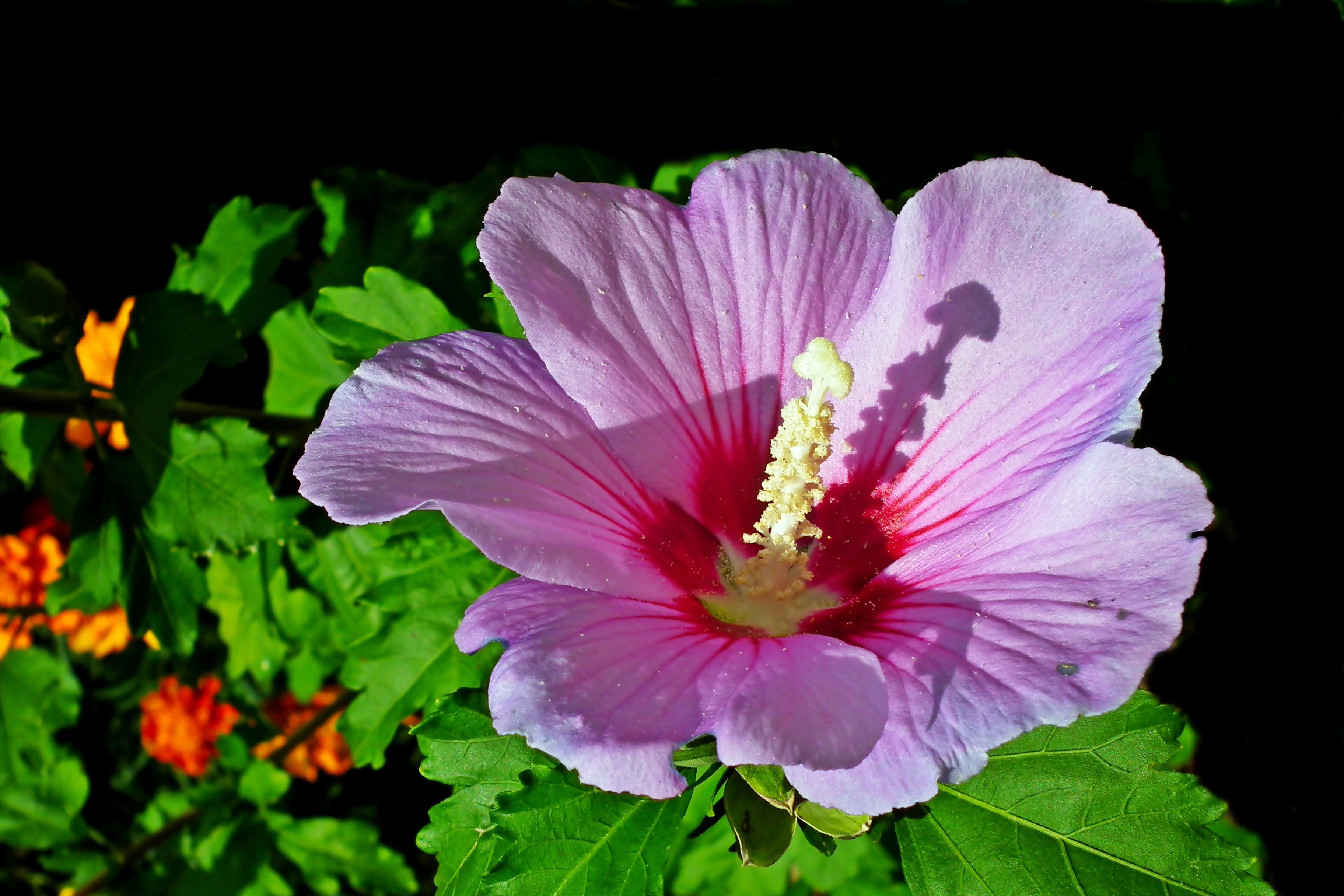 Close-up of a pink hibiscus flower with green leaves HD Wallpaper