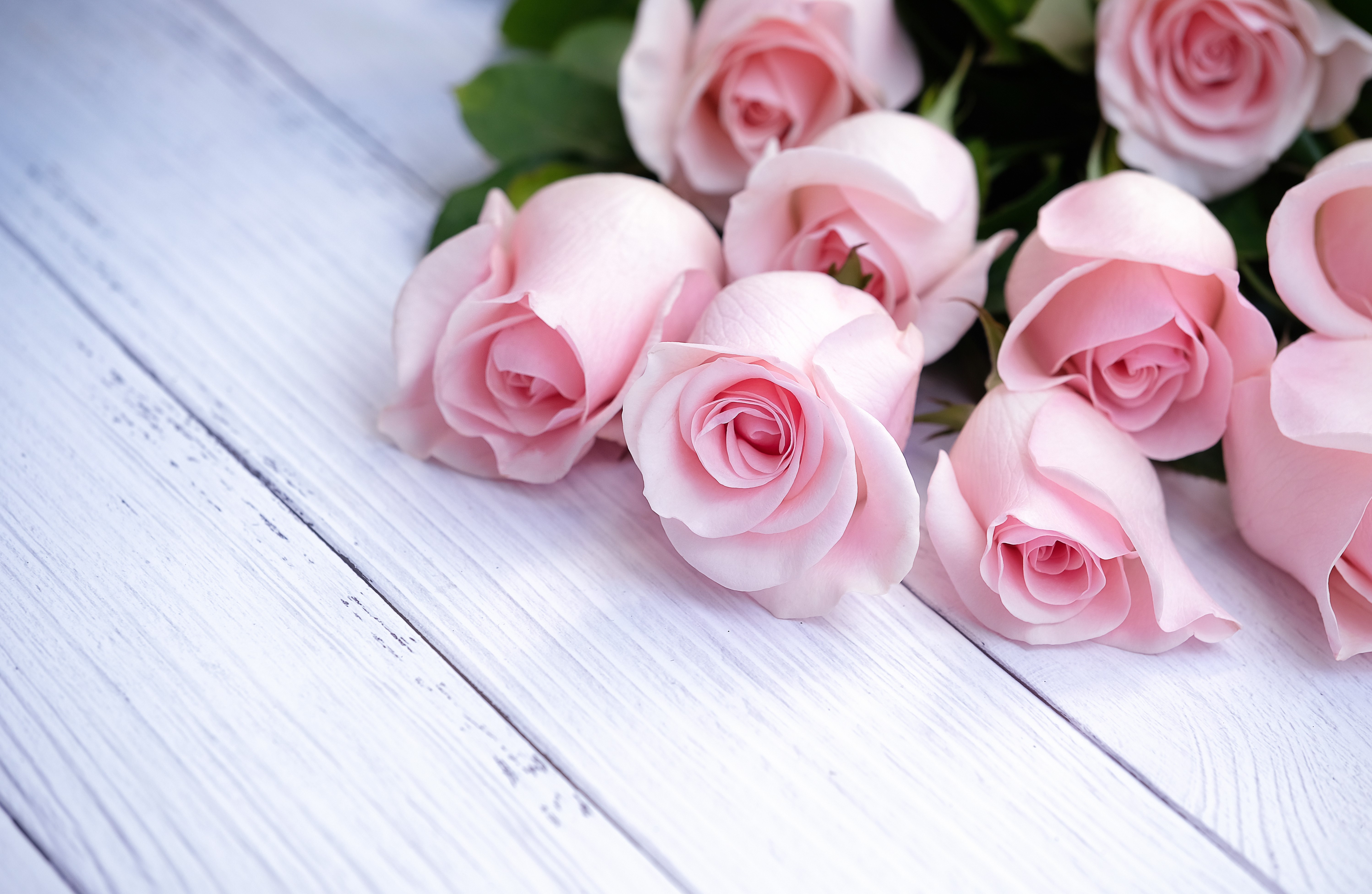 Pink Roses on White Wood Planks HD Wallpaper