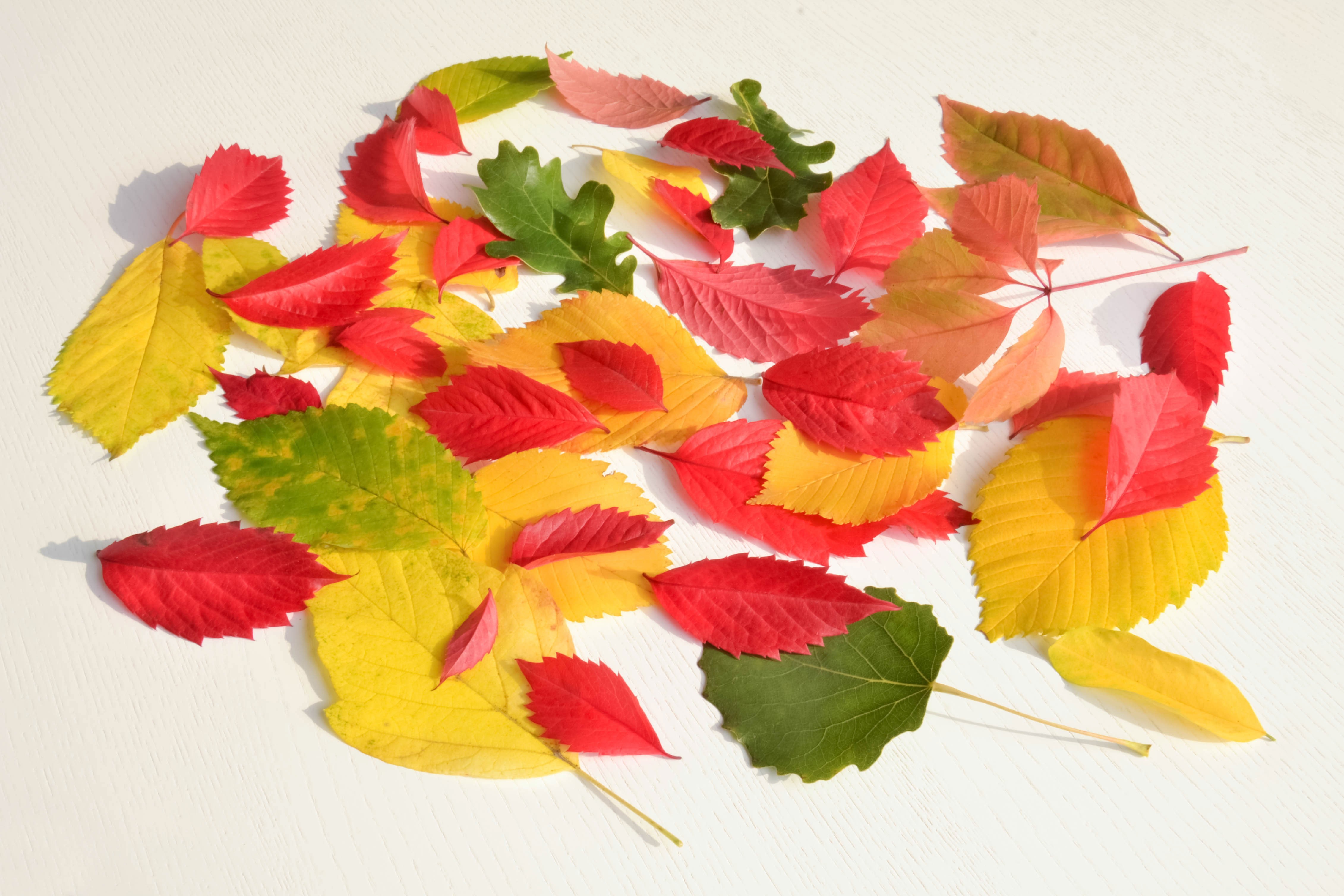 Autumn leaves in multicolor on a white surface HD Wallpaper