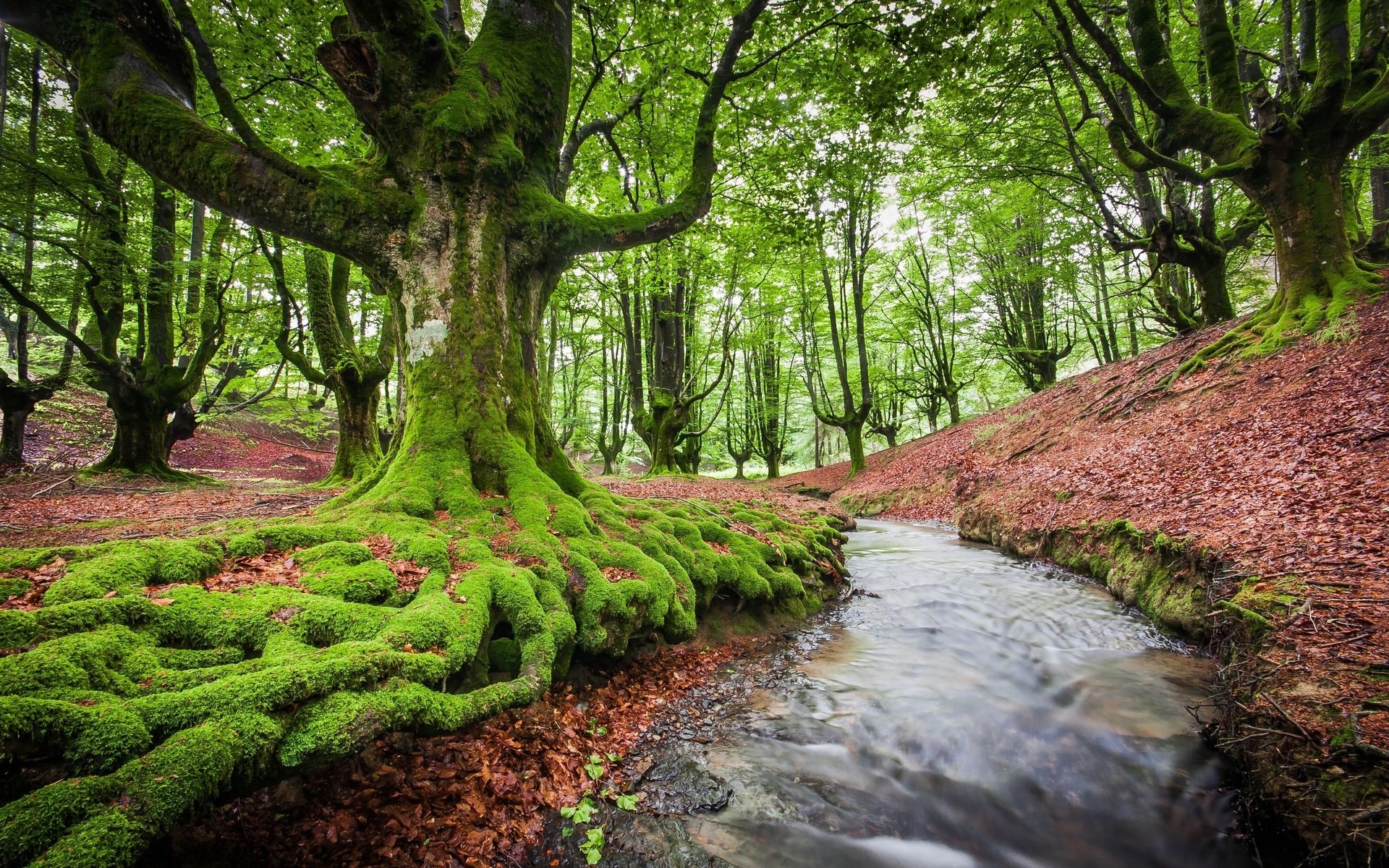 Moss-covered tree roots by a stream in a forest HD Wallpaper