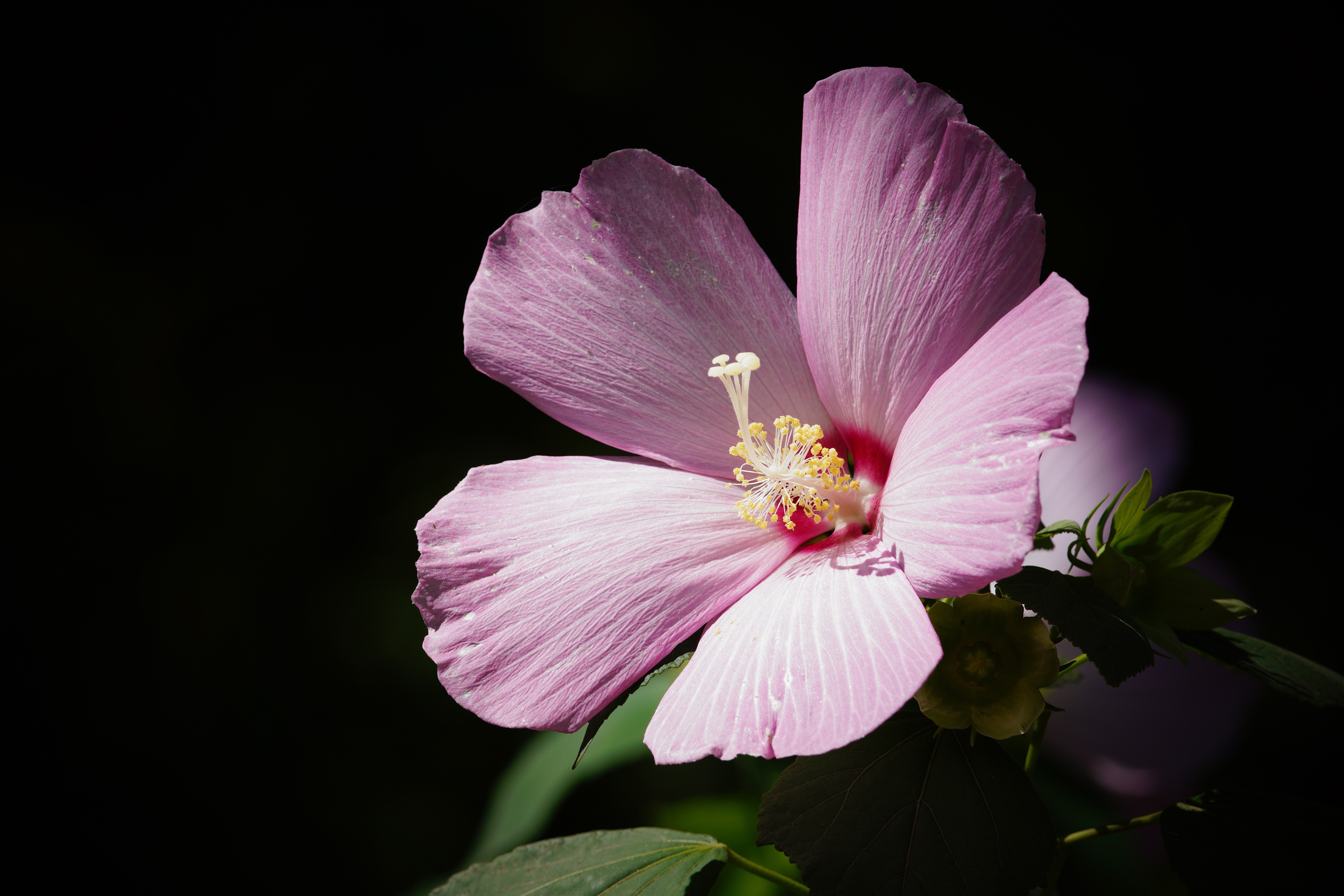Pink Hibiscus Flower Closeup HD Wallpaper
