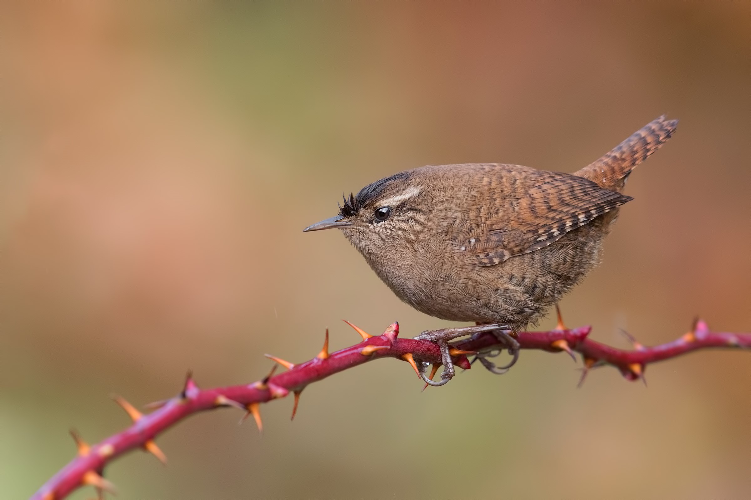 Eurasian wren perched on a thorny branch HD Wallpaper