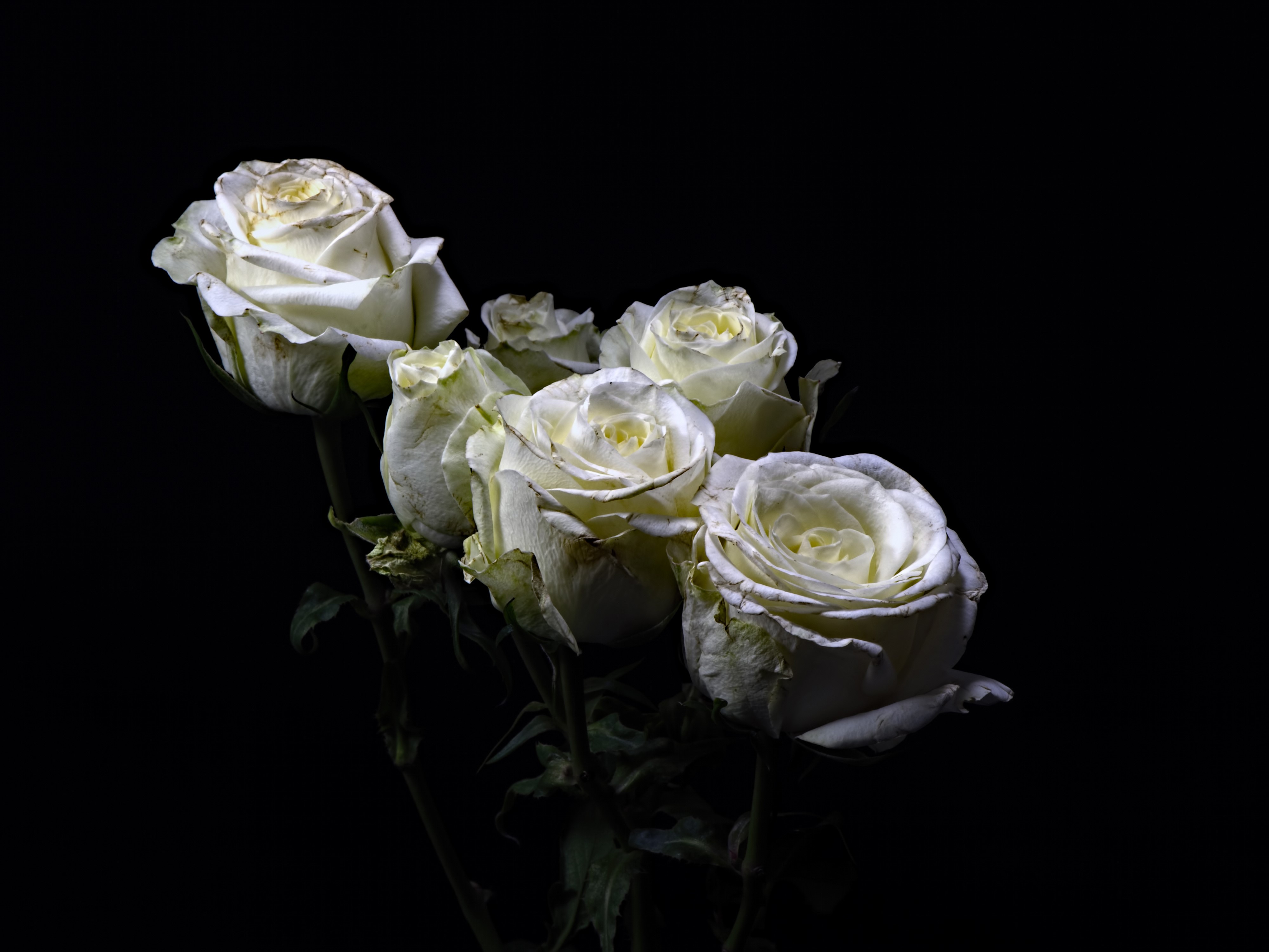 White Roses on Black Background HD Wallpaper
