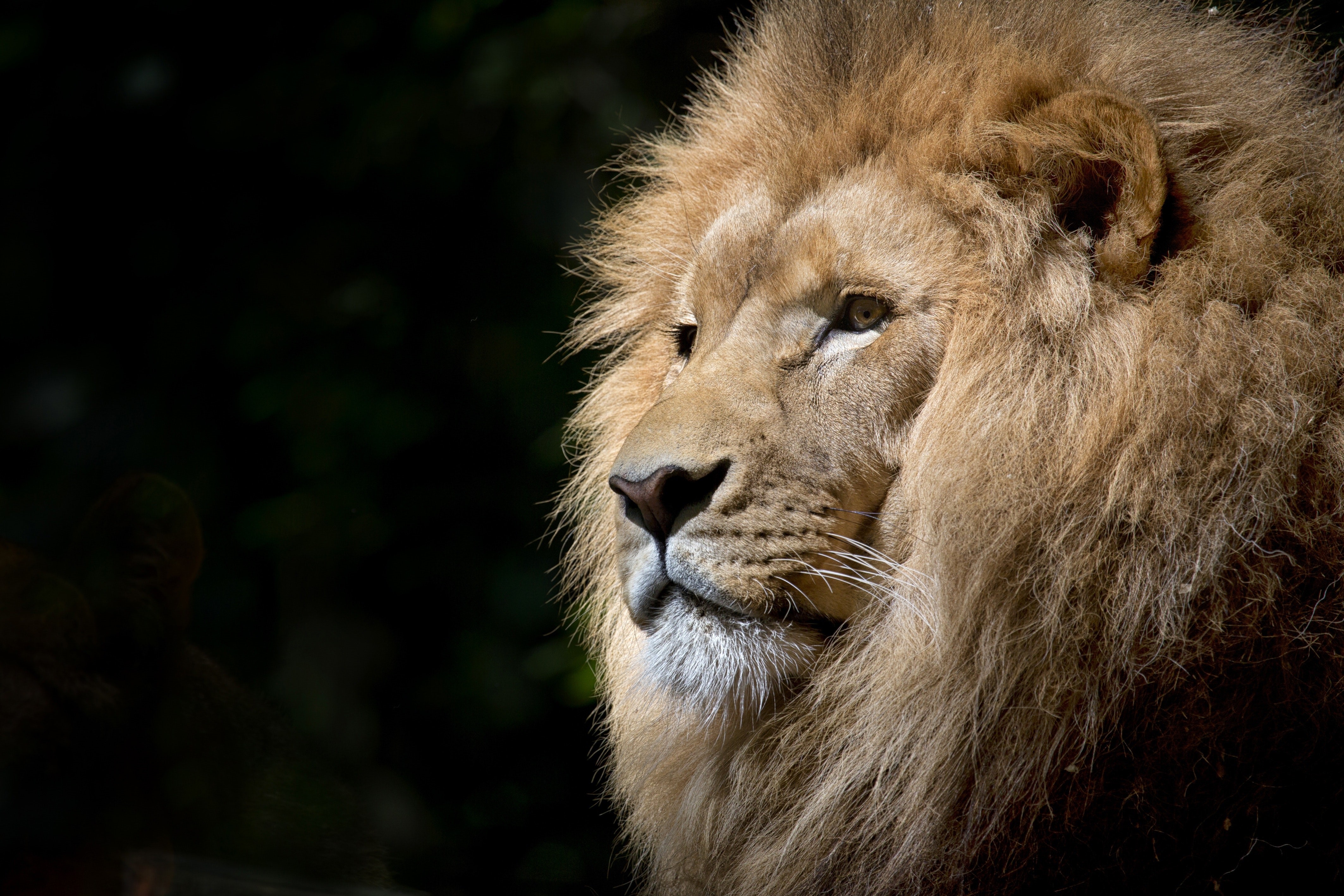 Lion's Head Closeup with Black Background HD Wallpaper